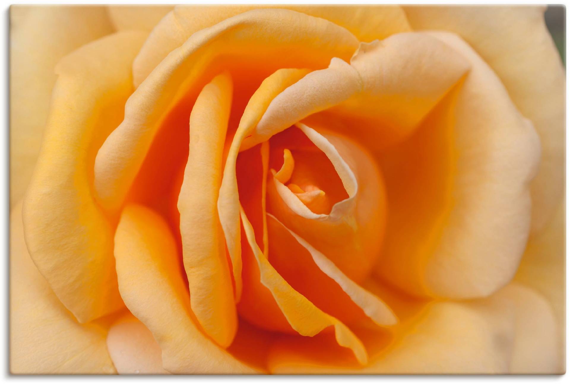 Artland Wandbild »Zarte Rose in Orange«, Blumenbilder, (1 St.) von Artland