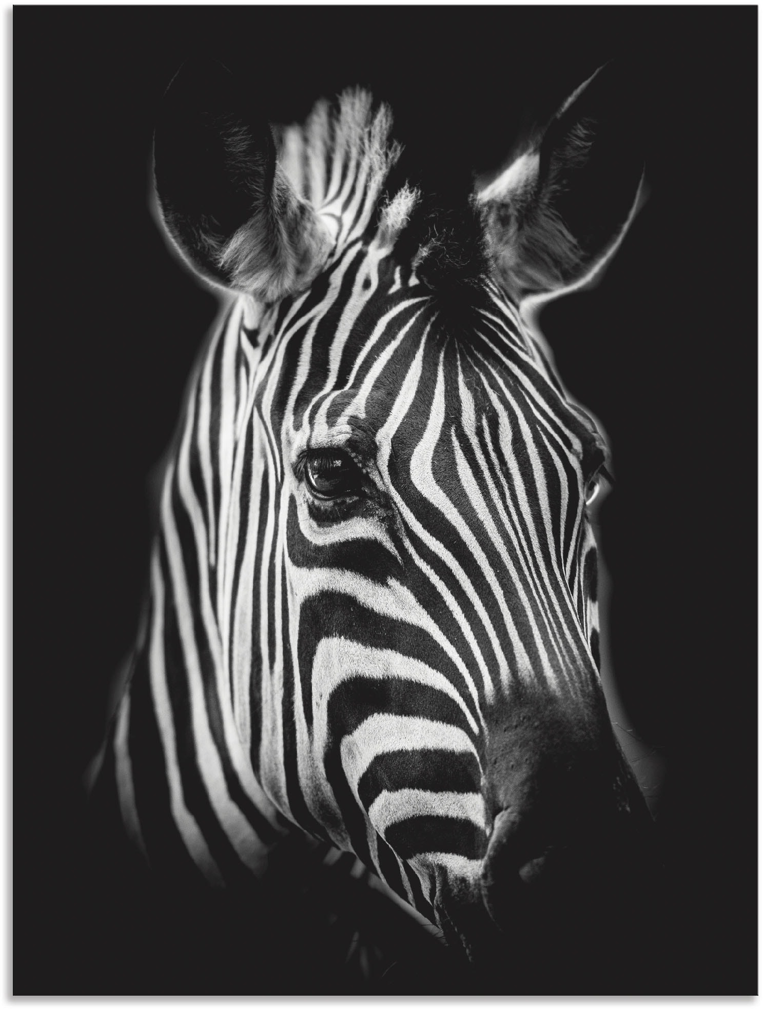 Artland Wandbild »Zebra«, Zebra Bilder, (1 St.), als Alubild, Outdoorbild, Leinwandbild, Poster, Wandaufkleber von Artland