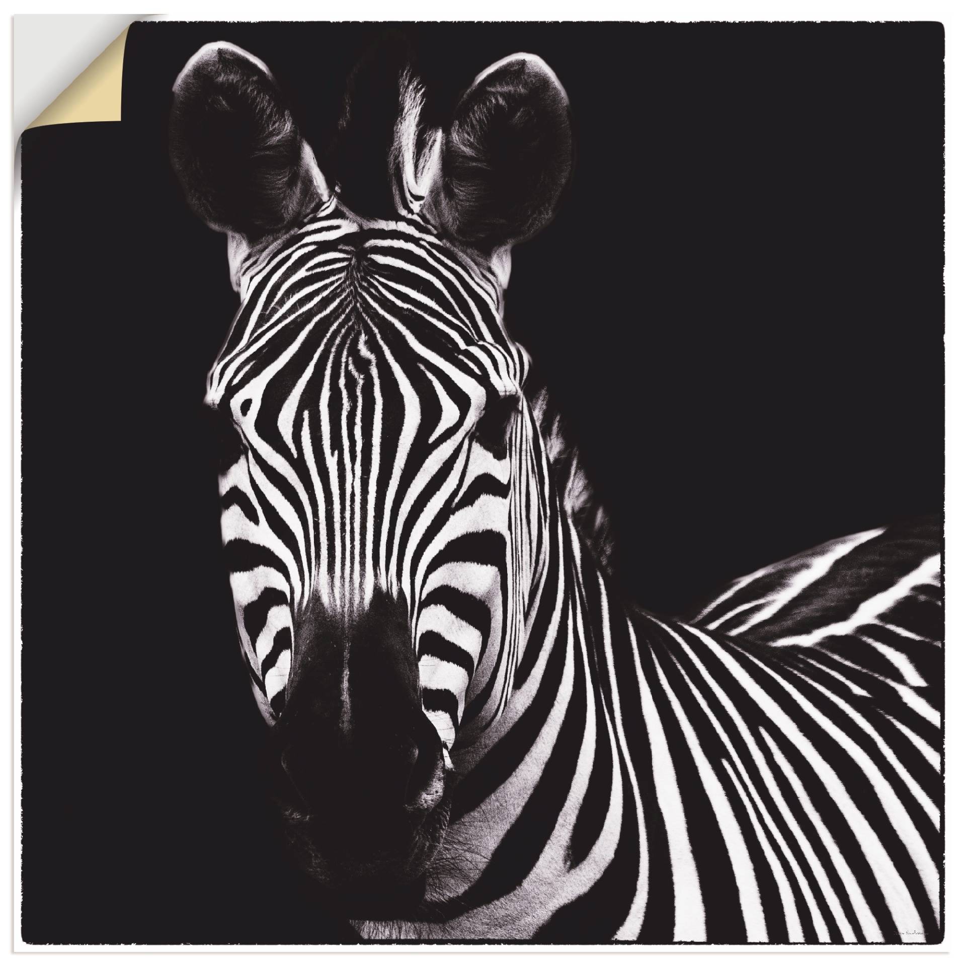 Artland Wandbild »Zebra II«, Wildtiere, (1 St.), als Leinwandbild, Wandaufkleber in verschied. Grössen Artland Wandbild »Zebra II«, Wildtiere, (1 St.), als Leinwandbild, Wandaufkleber in verschied. Grössen von Artland