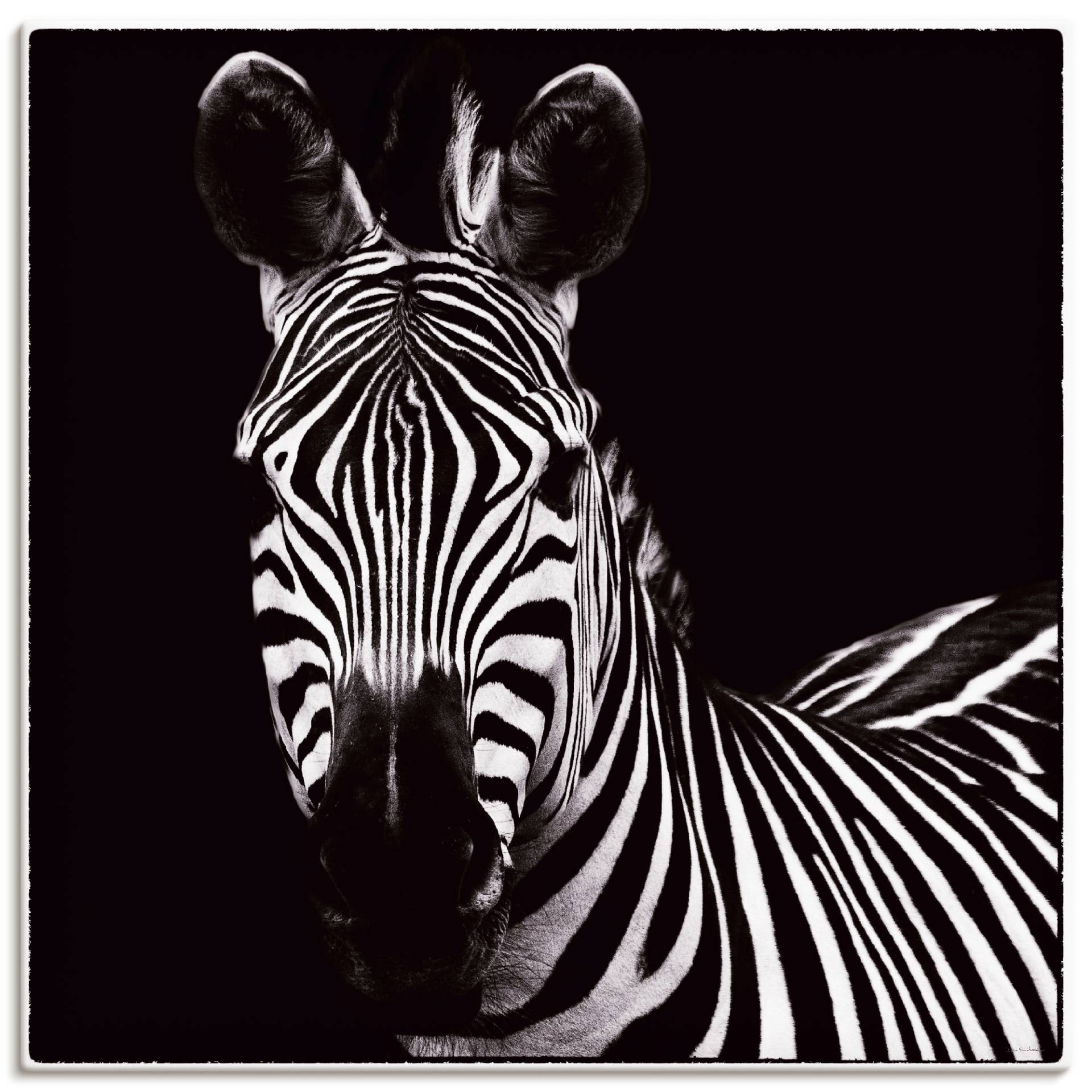 Artland Wandbild »Zebra II«, Wildtiere, (1 St.) von Artland
