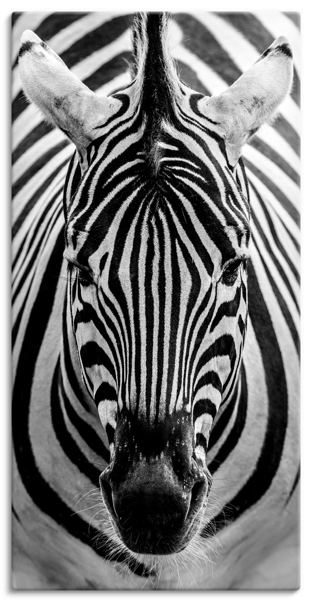 Artland Wandbild »Zebra«, Wildtiere, (1 St.) von Artland