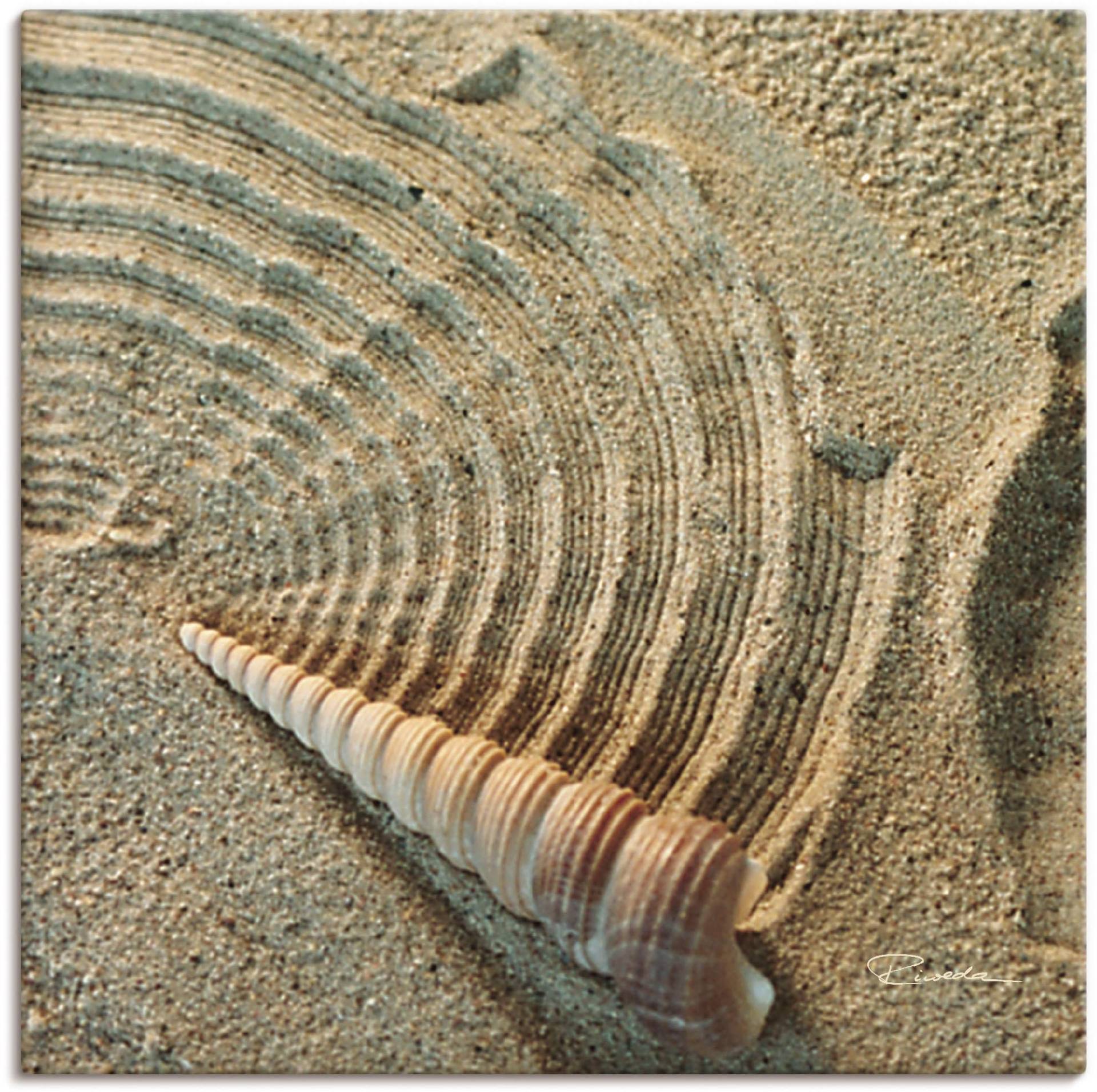 Artland Wandbild »Zen IV - Muschel im Sand«, Zen, (1 St.) von Artland