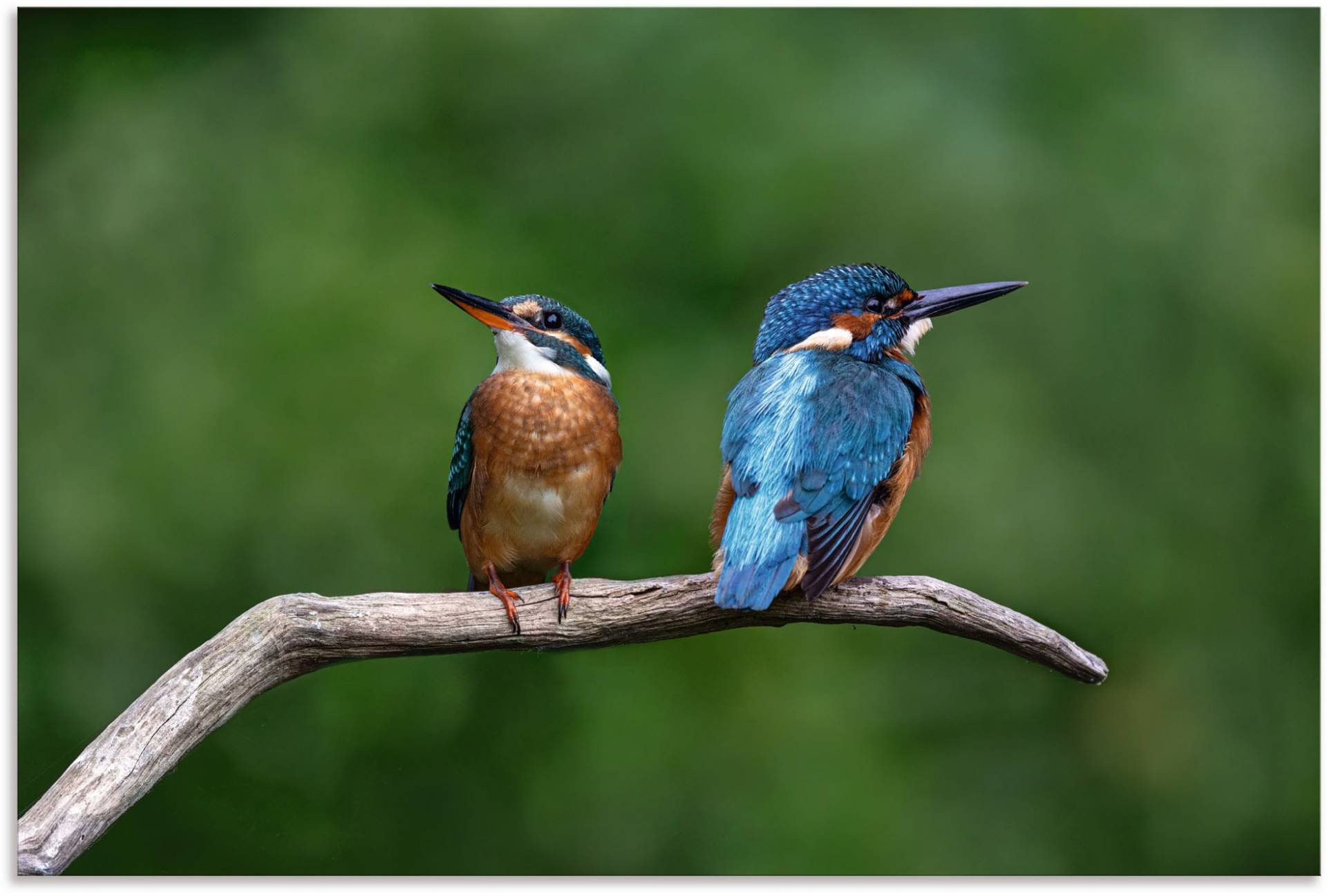 Artland Wandbild »Zwei Eisvogel«, Vogelbilder, (1 St.) von Artland