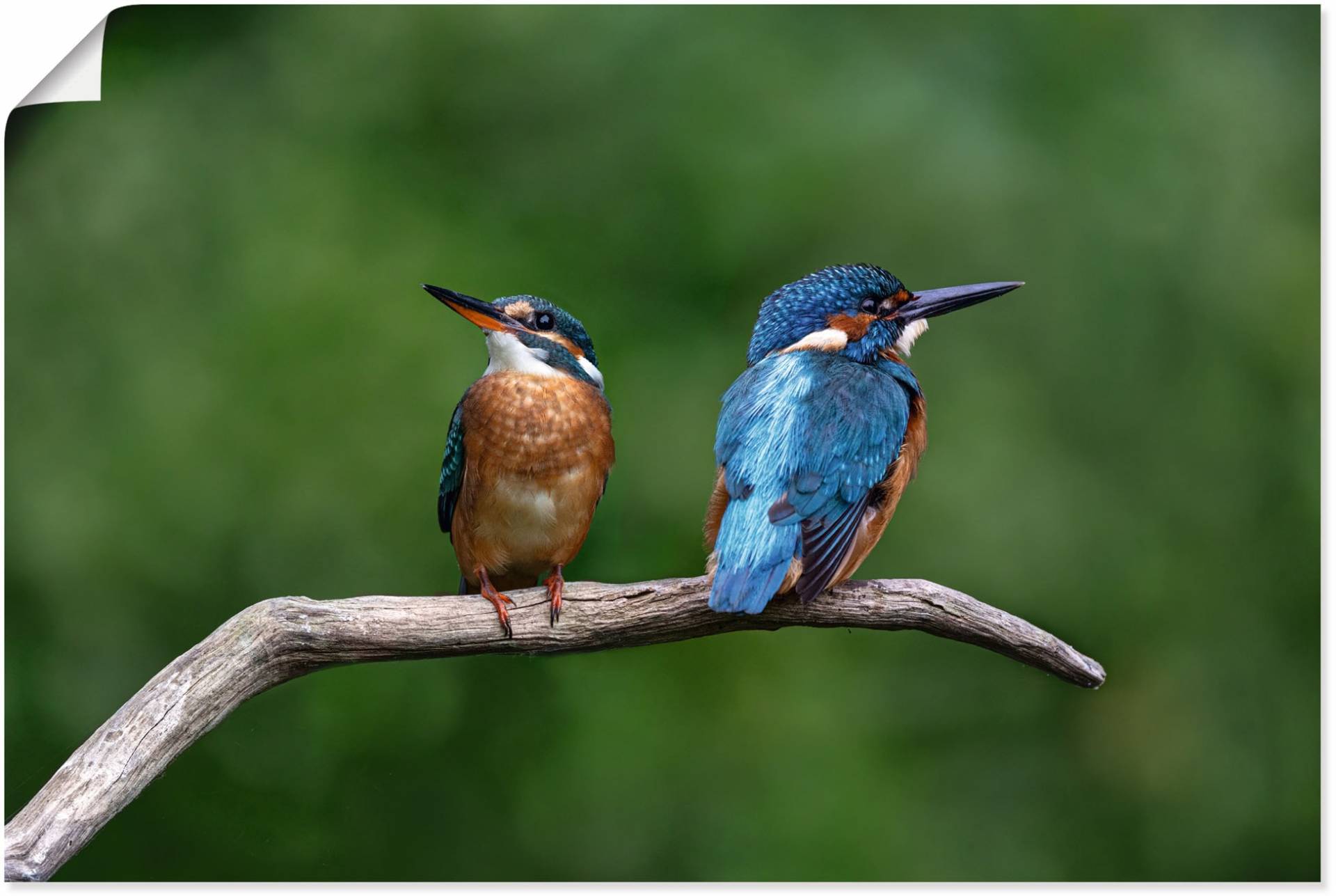 Artland Wandbild »Zwei Eisvogel«, Vogelbilder, (1 St.), als Alubild, Outdoorbild, Poster in verschied. Grössen von Artland