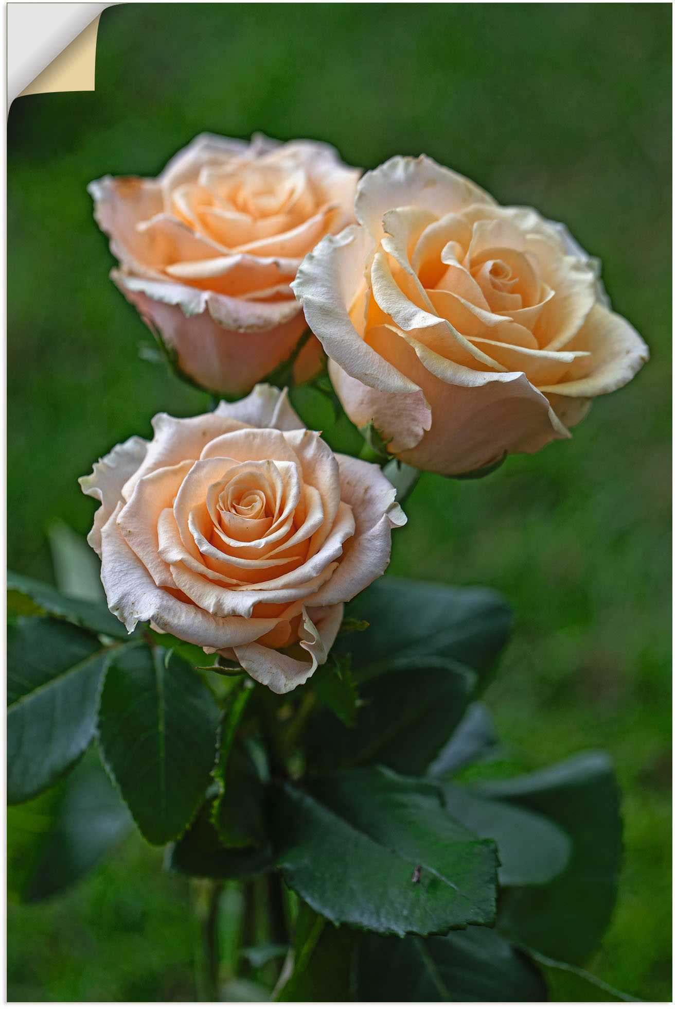 Artland Wandfolie »wunderschöne Rosen«, Blumenbilder, (1 St.), selbstklebend von Artland