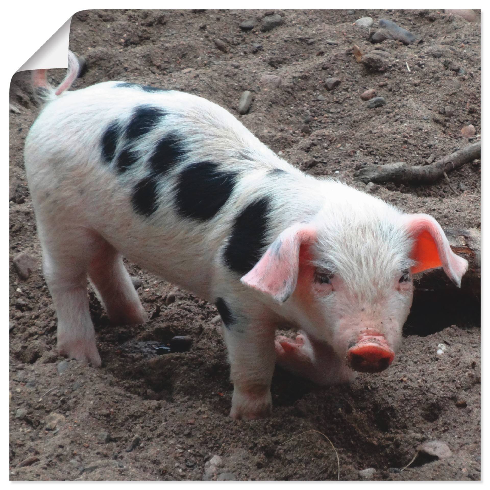 Artland Wandfolie »Niedliches Ferkel«, Haustiere, (1 St.), selbstklebend von Artland