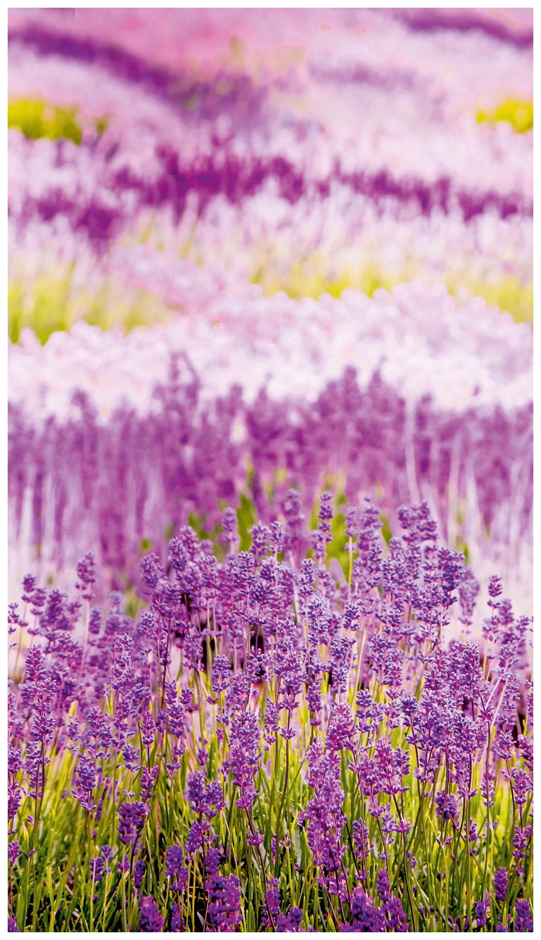 Bodenmeister Fototapete »Lavendel Provence lila« von Bodenmeister