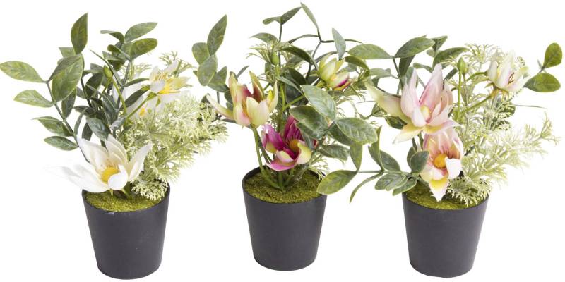 Botanic-Haus Künstliche Zimmerpflanze »Christrosen-Arrangement im schwarzen Kunststofftopf« von Botanic-Haus