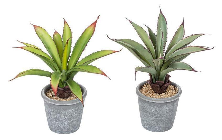 Botanic-Haus Kunstblume »Aloe im Topf, 2er Set« Botanic-Haus Kunstblume »Aloe im Topf, 2er Set« von Botanic-Haus