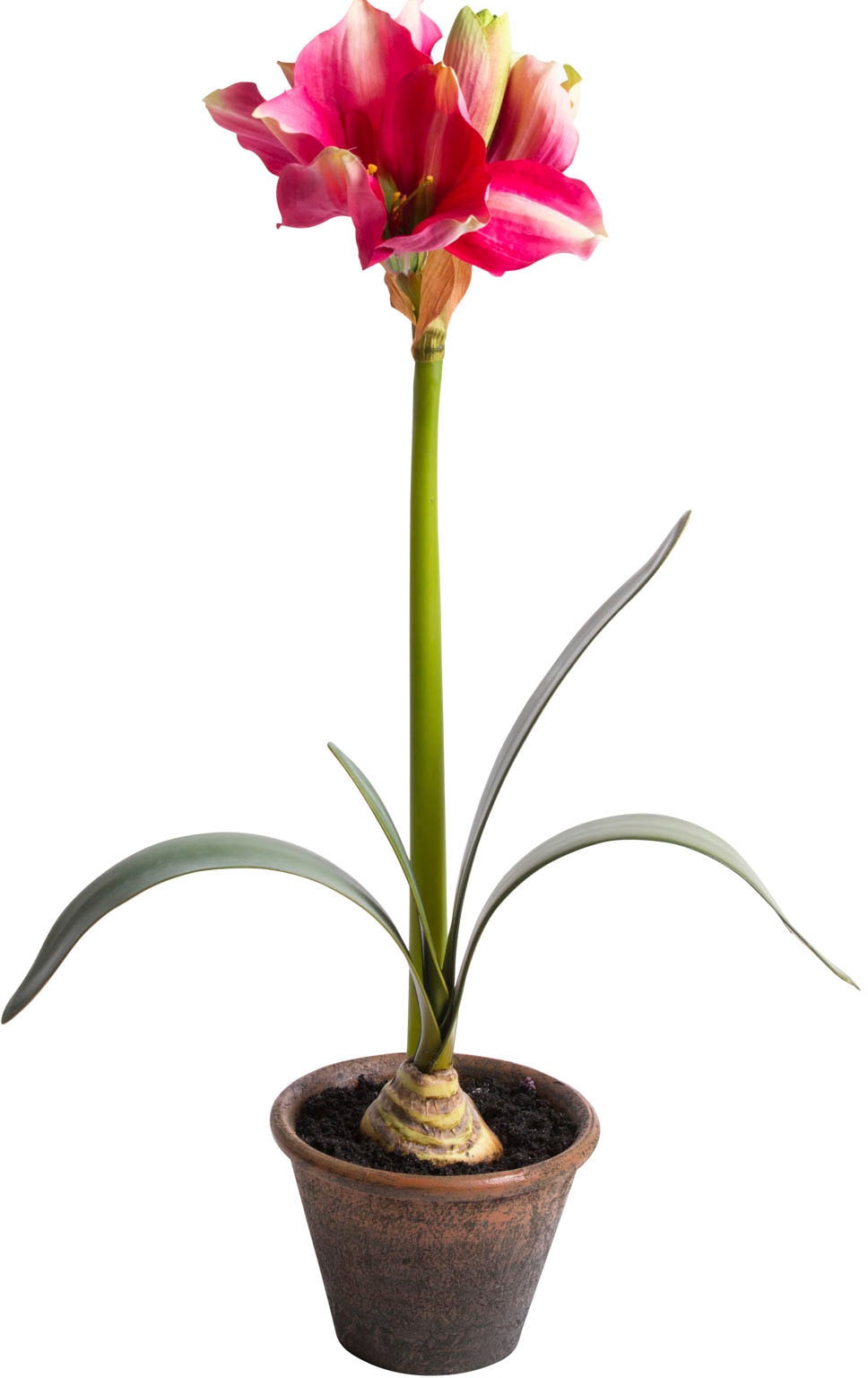 Botanic-Haus Kunstblume »Amaryllis im braunen Kunststofftopf« von Botanic-Haus