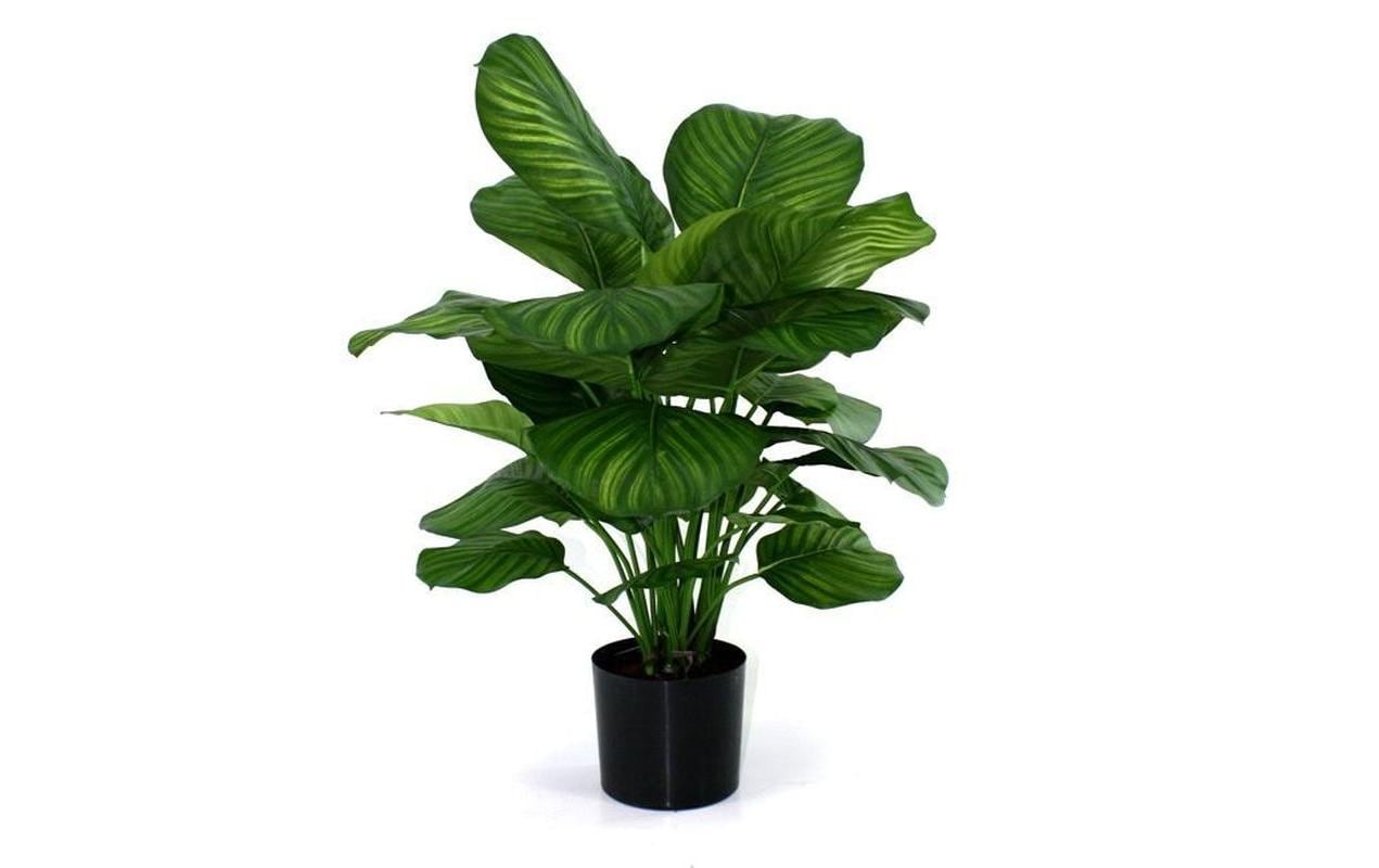 Botanic-Haus Kunstblume »Calathea 80 cm« von Botanic-Haus