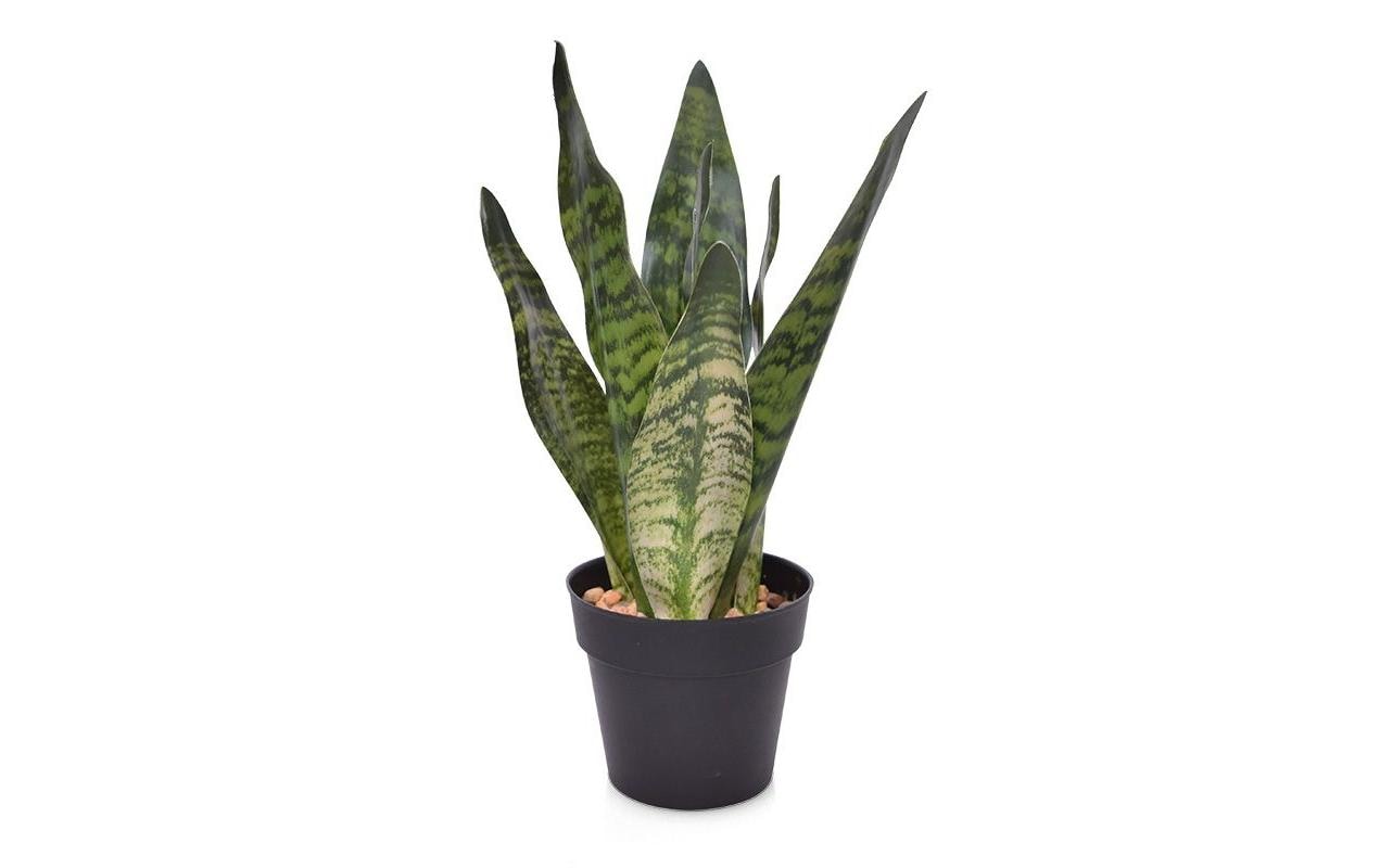 Botanic-Haus Kunstblume »Sansevieria 30 cm« von Botanic-Haus