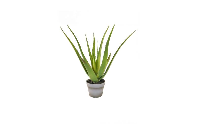 Botanic-Haus Kunstblume »Aloe im Topf 50 cm« von Botanic-Haus