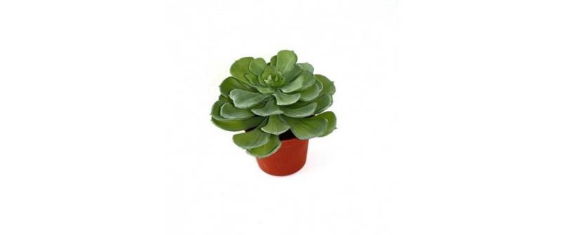 Botanic-Haus Kunstblume »Echeveria Setosa 16 cm« von Botanic-Haus