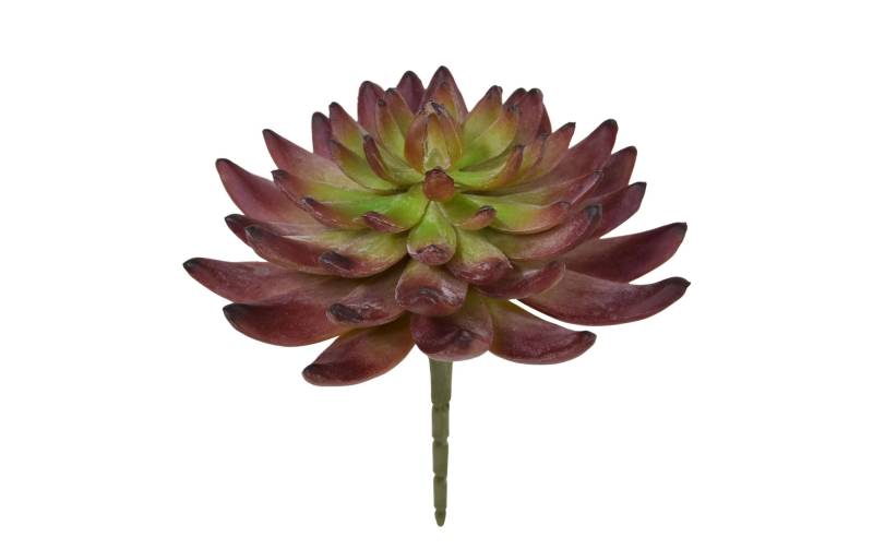 Botanic-Haus Kunstblume »Echeveria Kaktus 14 cm« von Botanic-Haus