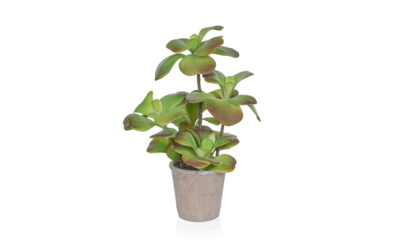 Botanic-Haus Kunstblume »Sukkulente im Topf 47 cm« von Botanic-Haus