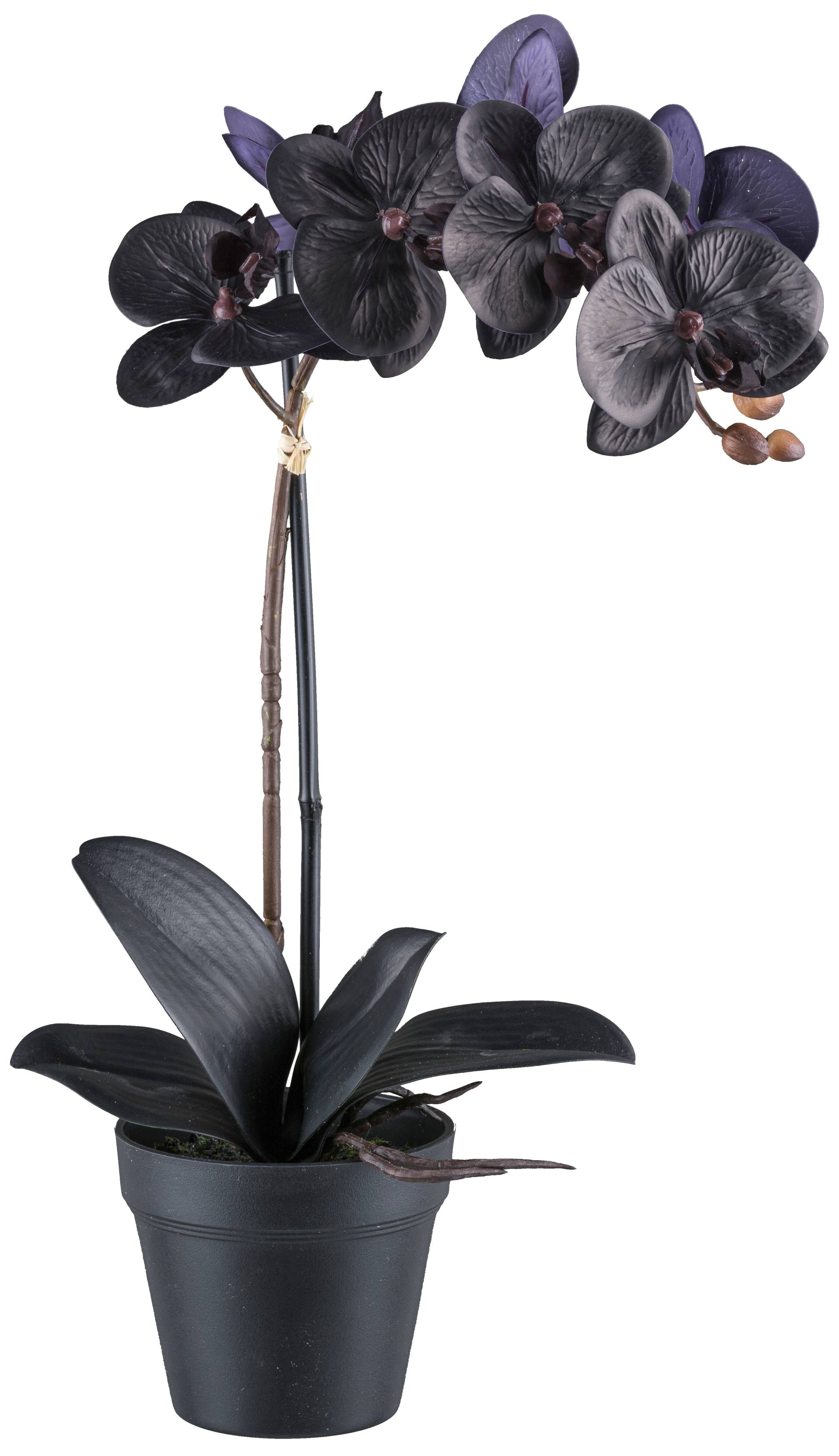 Bruno Banani Kunstorchidee »Orchidee Phalaenopsis«, mit real-touch-Blüten Bruno Banani Kunstorchidee »Orchidee Phalaenopsis«, mit real-touch-Blüten von Bruno Banani