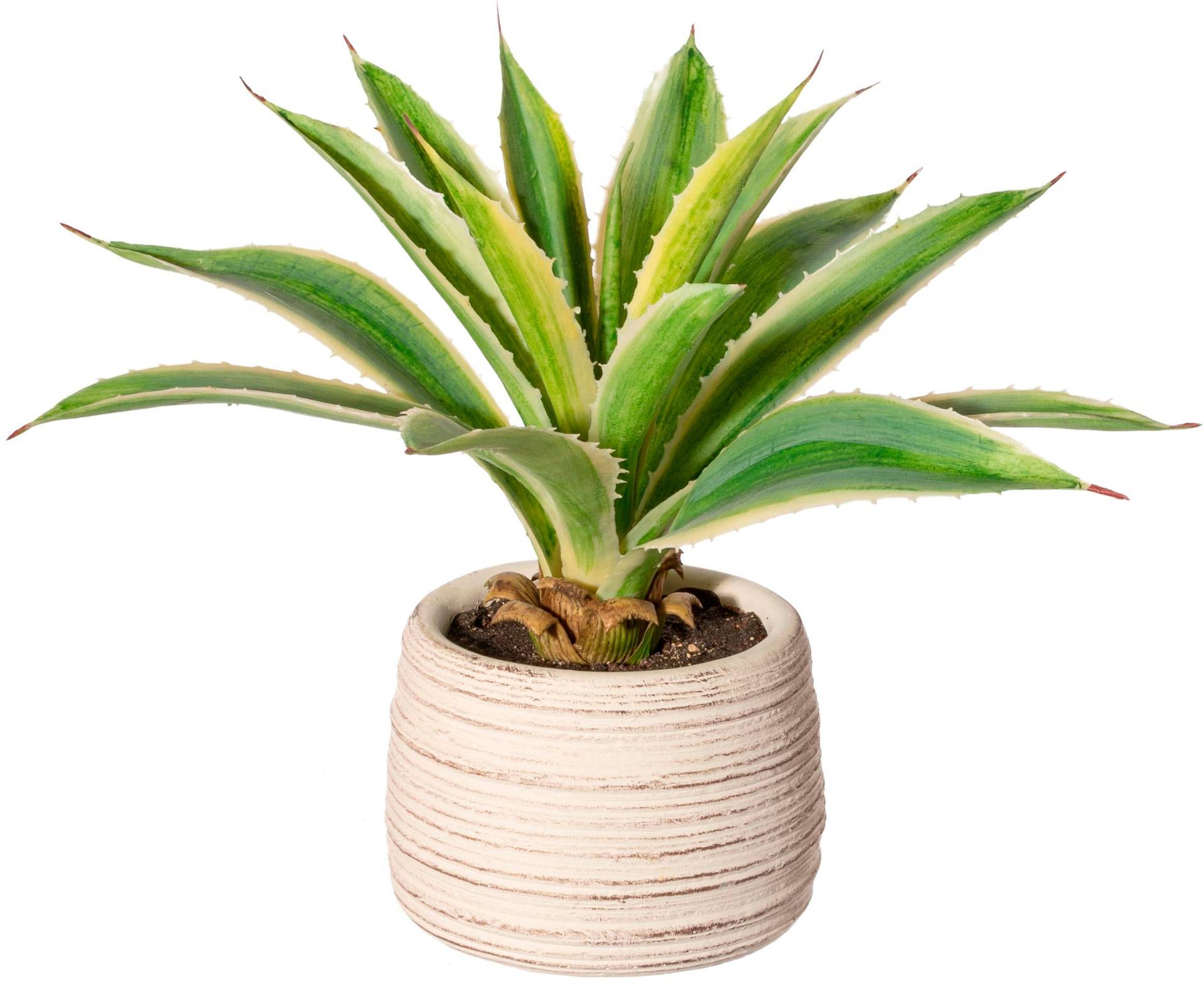 Creativ green Künstliche Zimmerpflanze »Agave im Zementtopf« von Creativ green