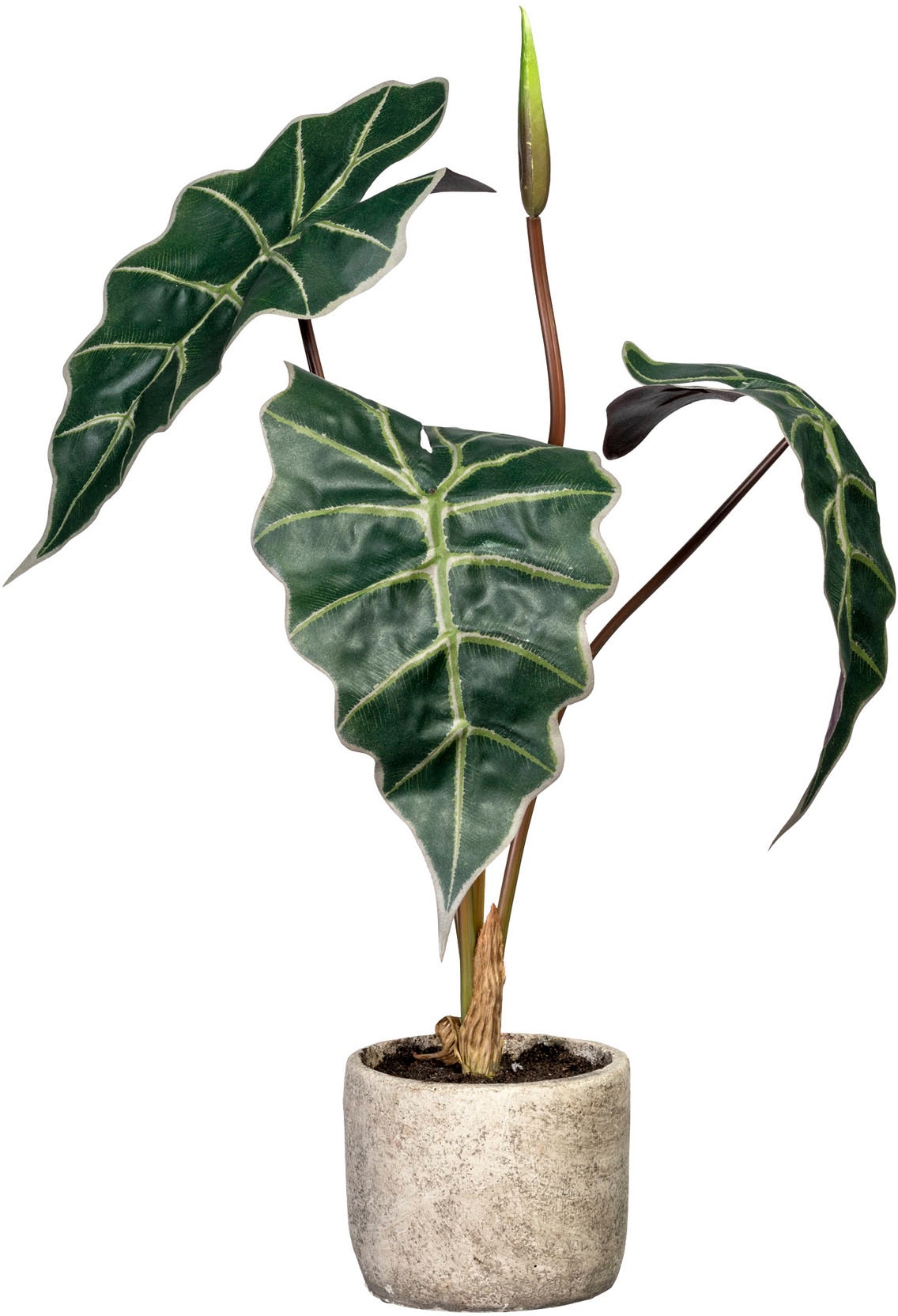 Creativ green Künstliche Zimmerpflanze »Alocasia« von Creativ green