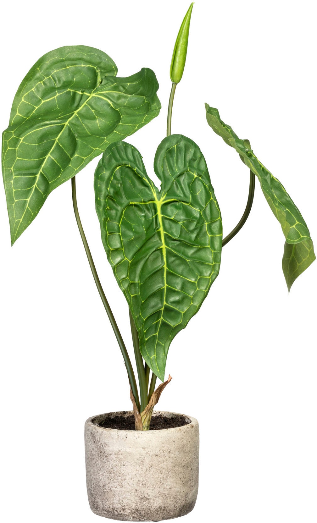 Creativ green Künstliche Zimmerpflanze »Anthurie« von Creativ green