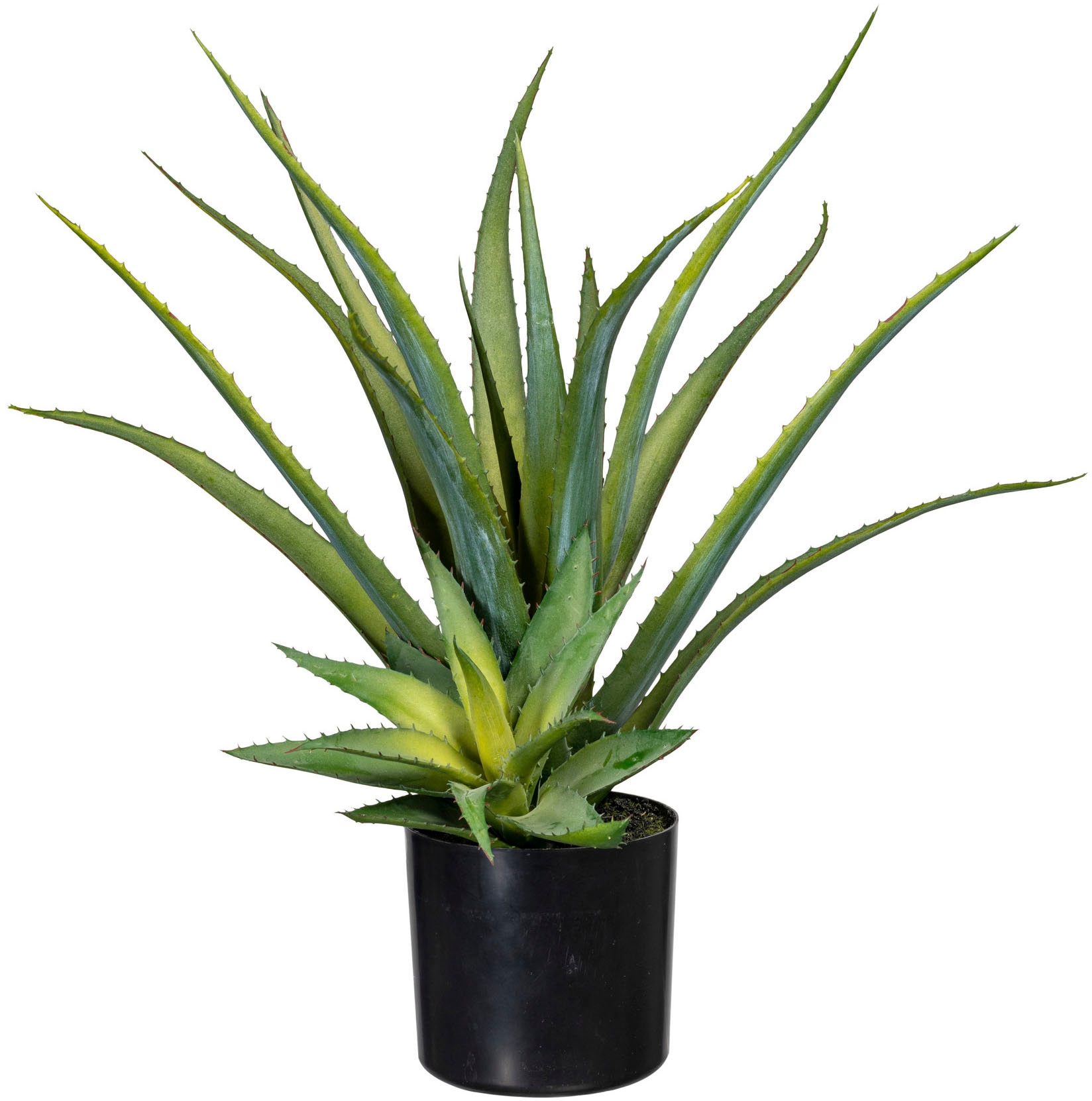 Creativ green Künstliche Zimmerpflanze »Deko-Sukkulente Aloe« von Creativ green
