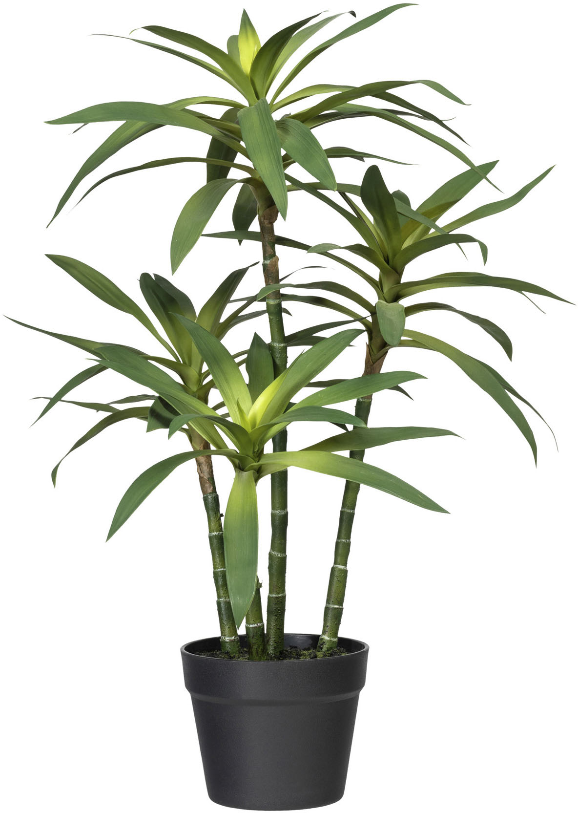 Creativ green Künstliche Zimmerpflanze »Dracaena fragans« von Creativ green
