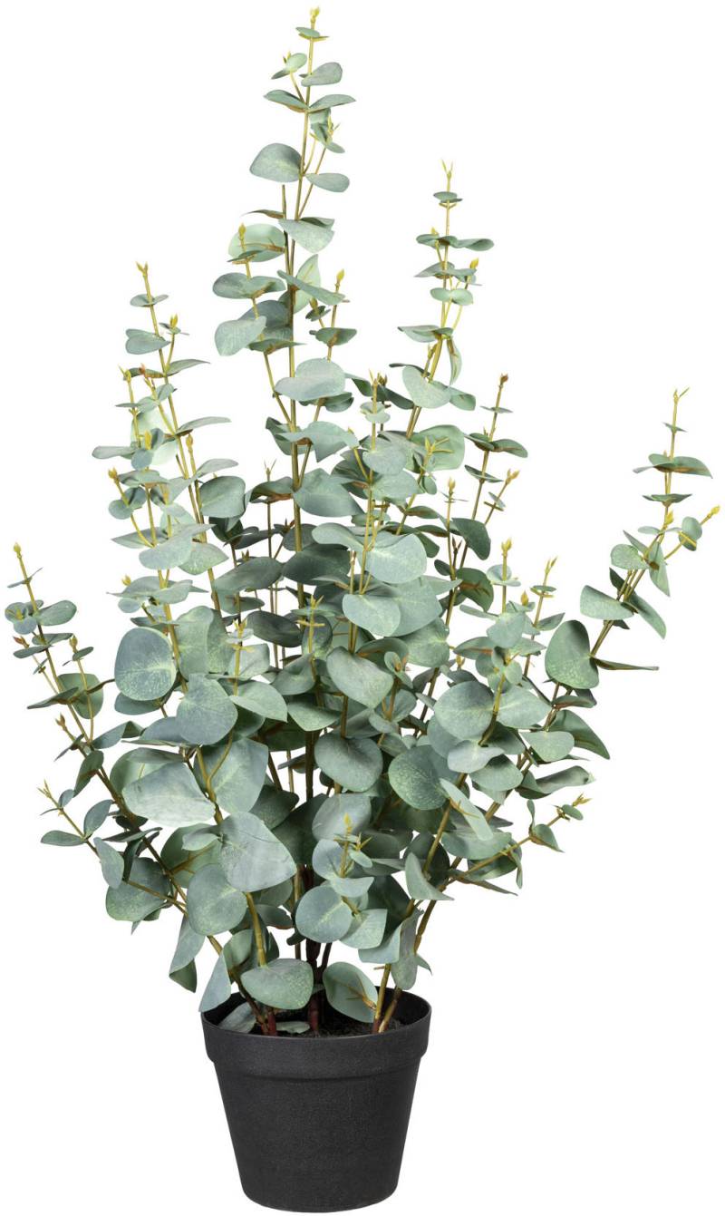 Creativ green Künstliche Zimmerpflanze »Eukalypthus« von Creativ green
