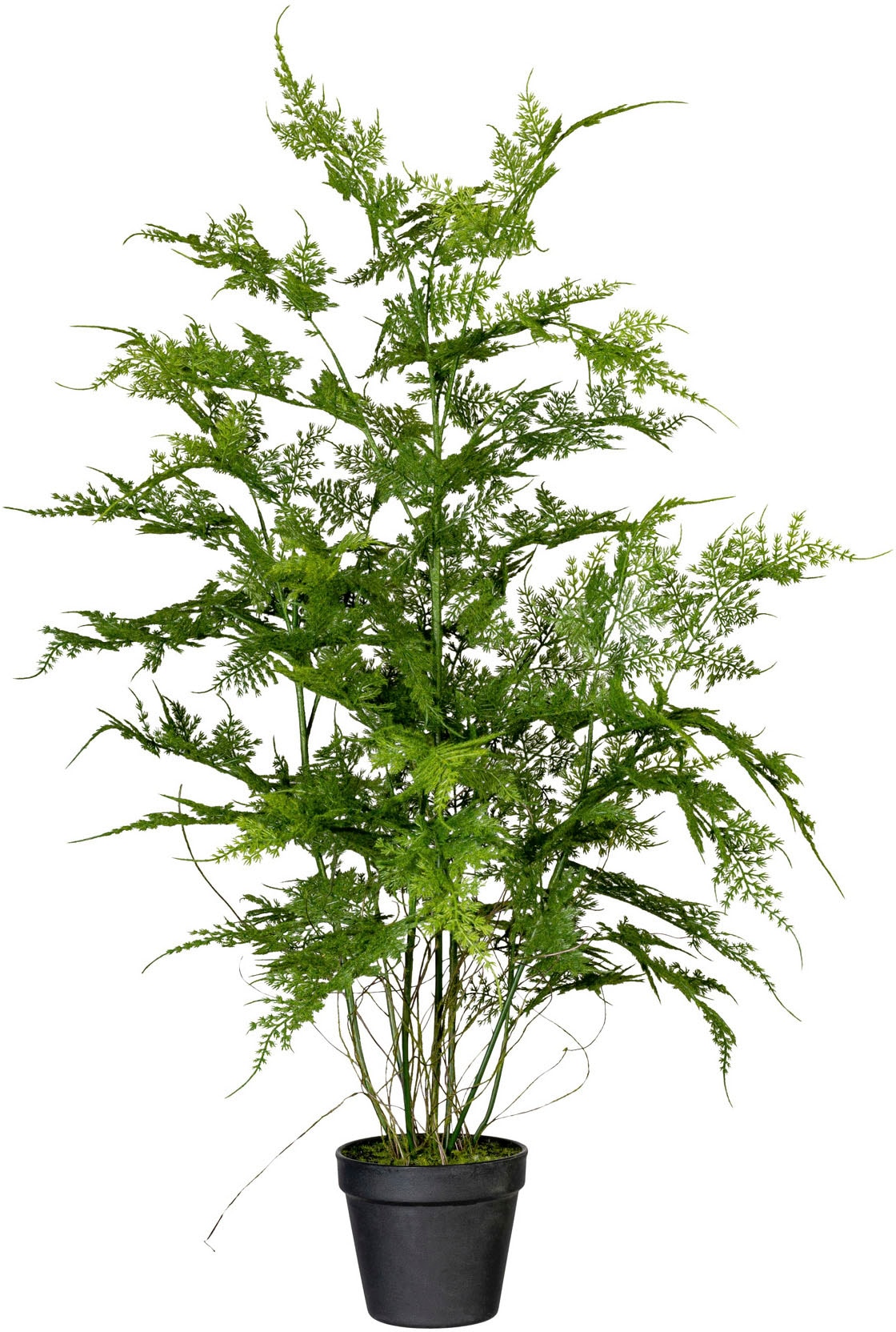 Creativ green Künstliche Zimmerpflanze »Farn Asparagus plumosus« von Creativ green