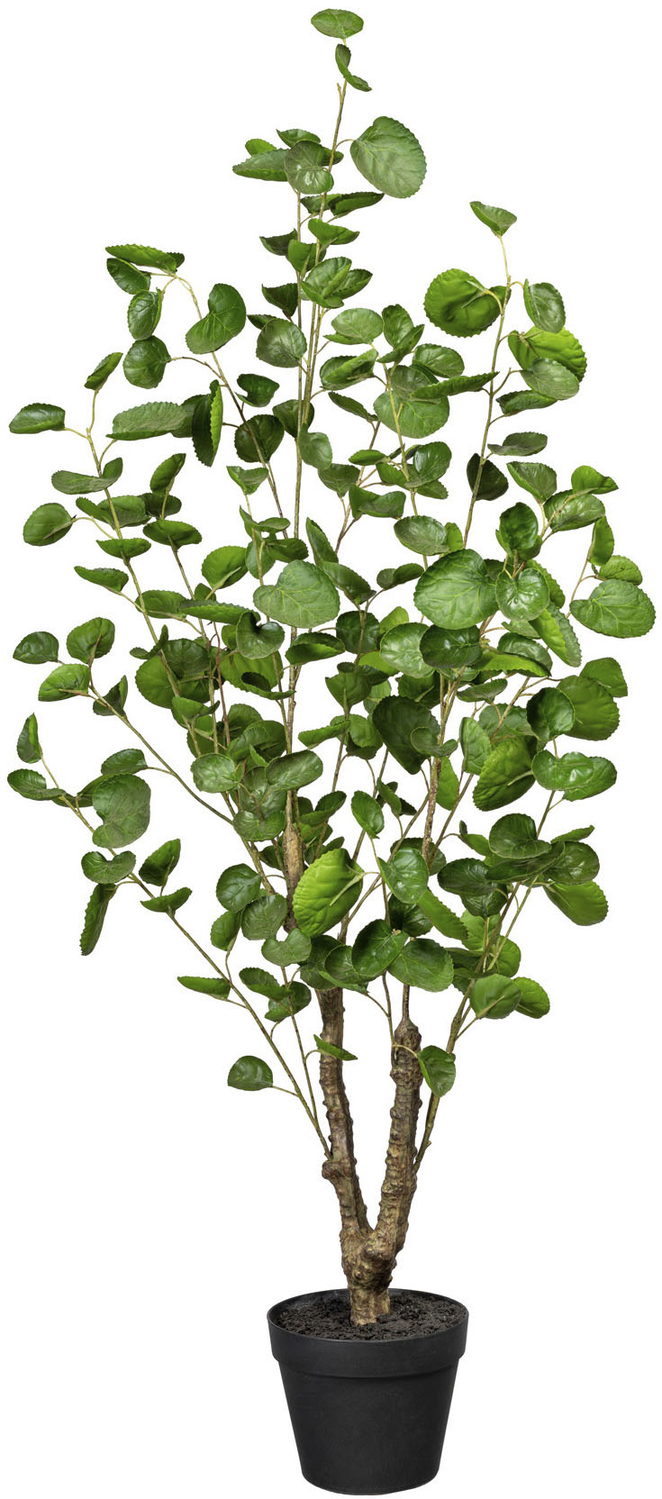 Creativ green Künstliche Zimmerpflanze »Fiederaralie« von Creativ green
