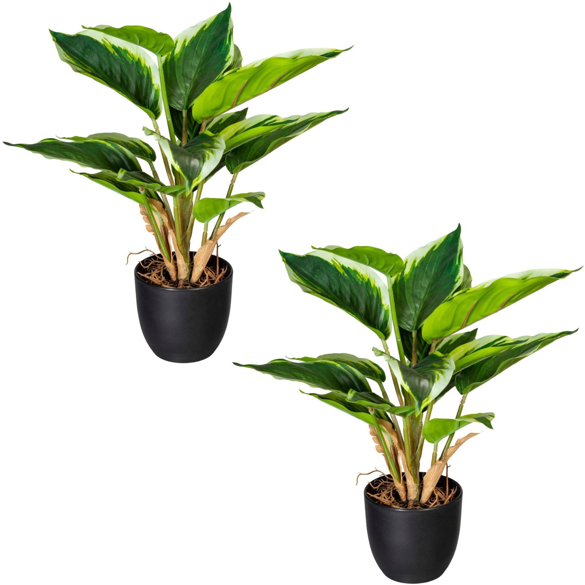 Creativ green Künstliche Zimmerpflanze »Grünpflanze Hosta« von Creativ green