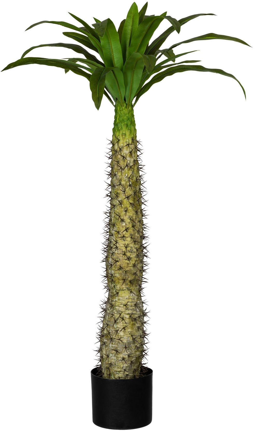 Creativ green Künstliche Zimmerpflanze »Madagaskarpalme Pachypodium« von Creativ green