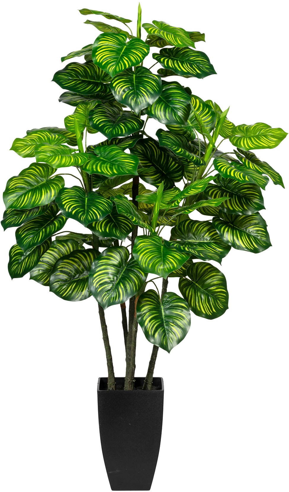 Creativ green Künstliche Zimmerpflanze »Maranta« von Creativ green
