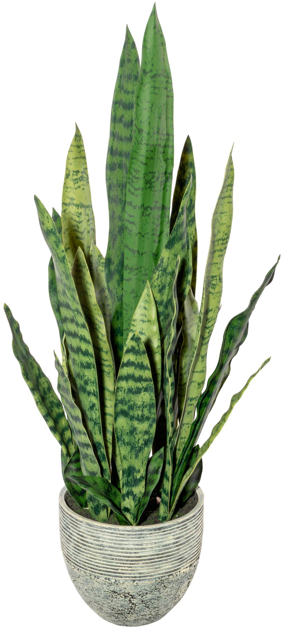 Creativ green Künstliche Zimmerpflanze »Sanseveria« von Creativ green