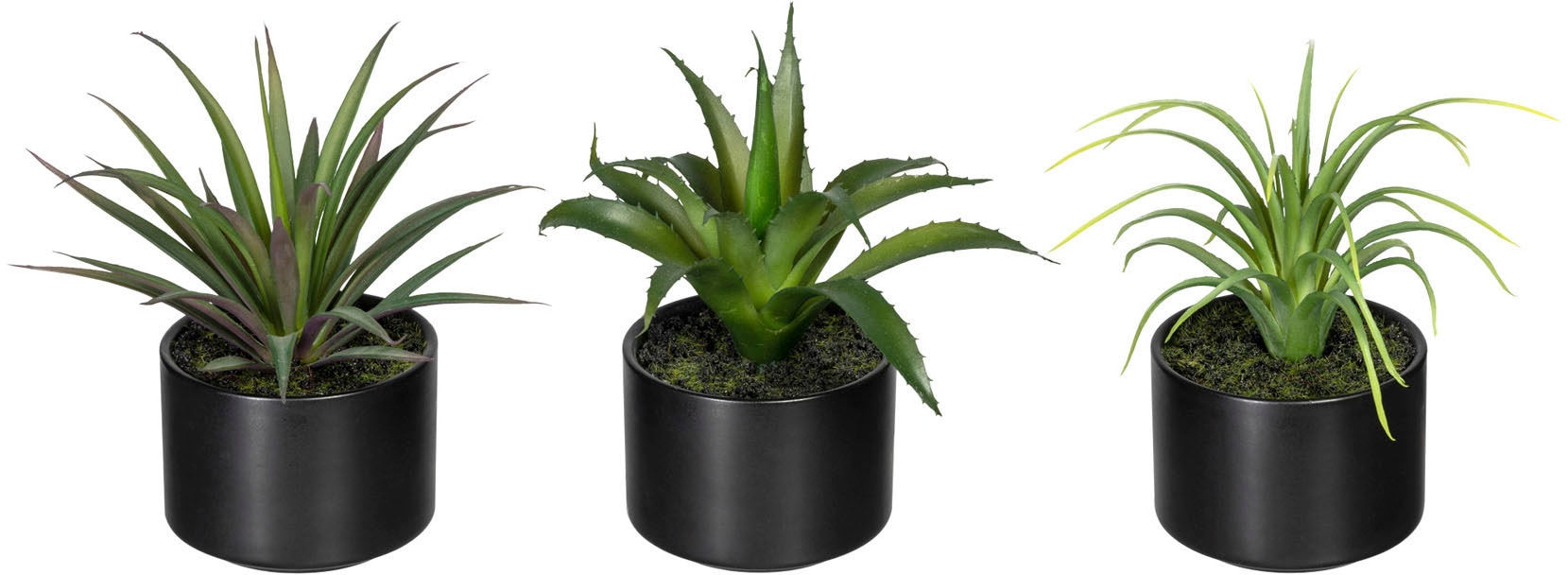 Creativ green Künstliche Zimmerpflanze »Set aus Aloe, Agave und Tillandsie« von Creativ green