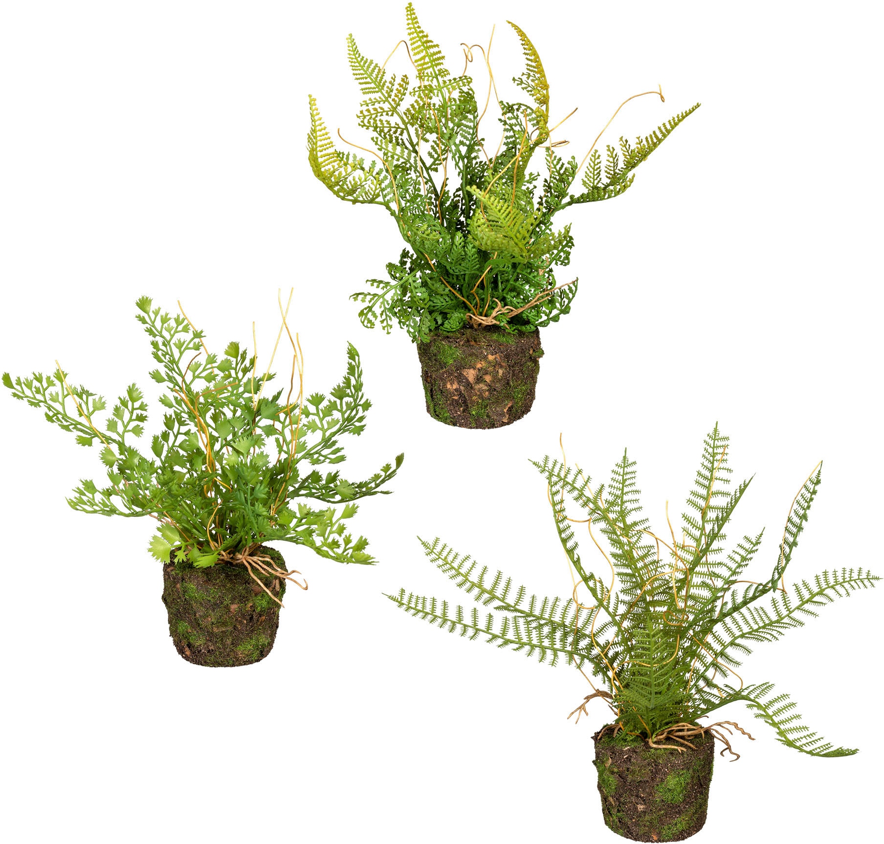 Creativ green Künstliche Zimmerpflanze »Set aus Farnpflanzen auf Wurzelballen« von Creativ green