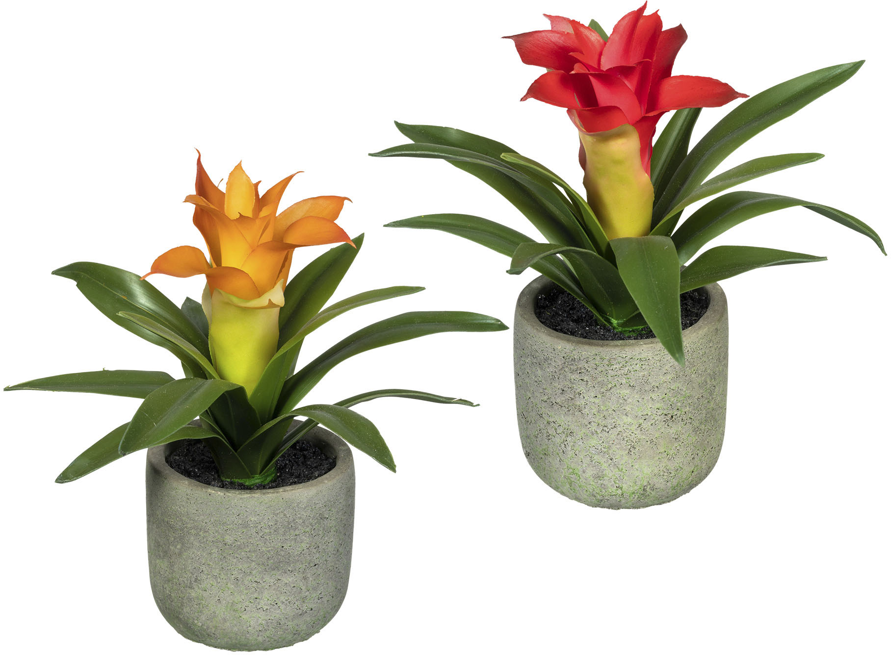 Creativ green Künstliche Zimmerpflanze »Set aus Guzmania in 2 Farben« von Creativ green