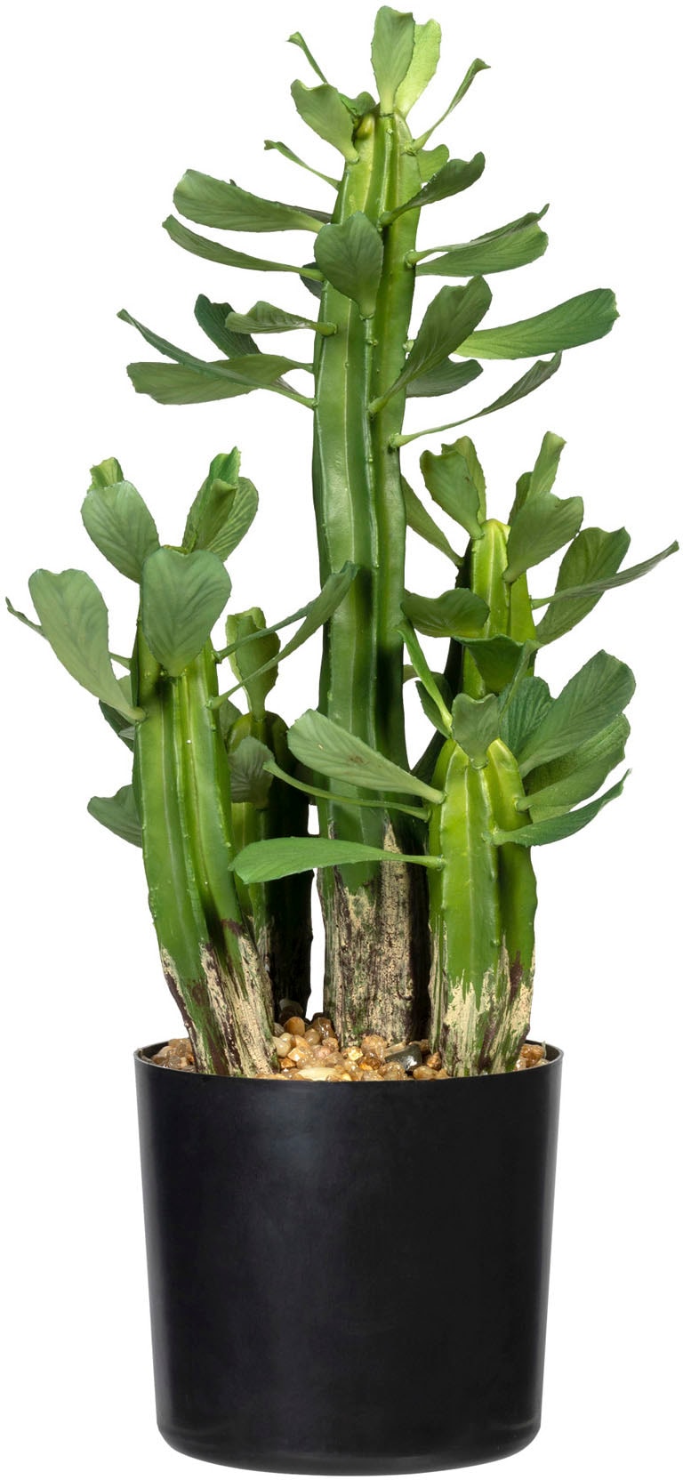 Creativ green Künstliche Zimmerpflanze »Sukkulente Euphorbie« von Creativ green