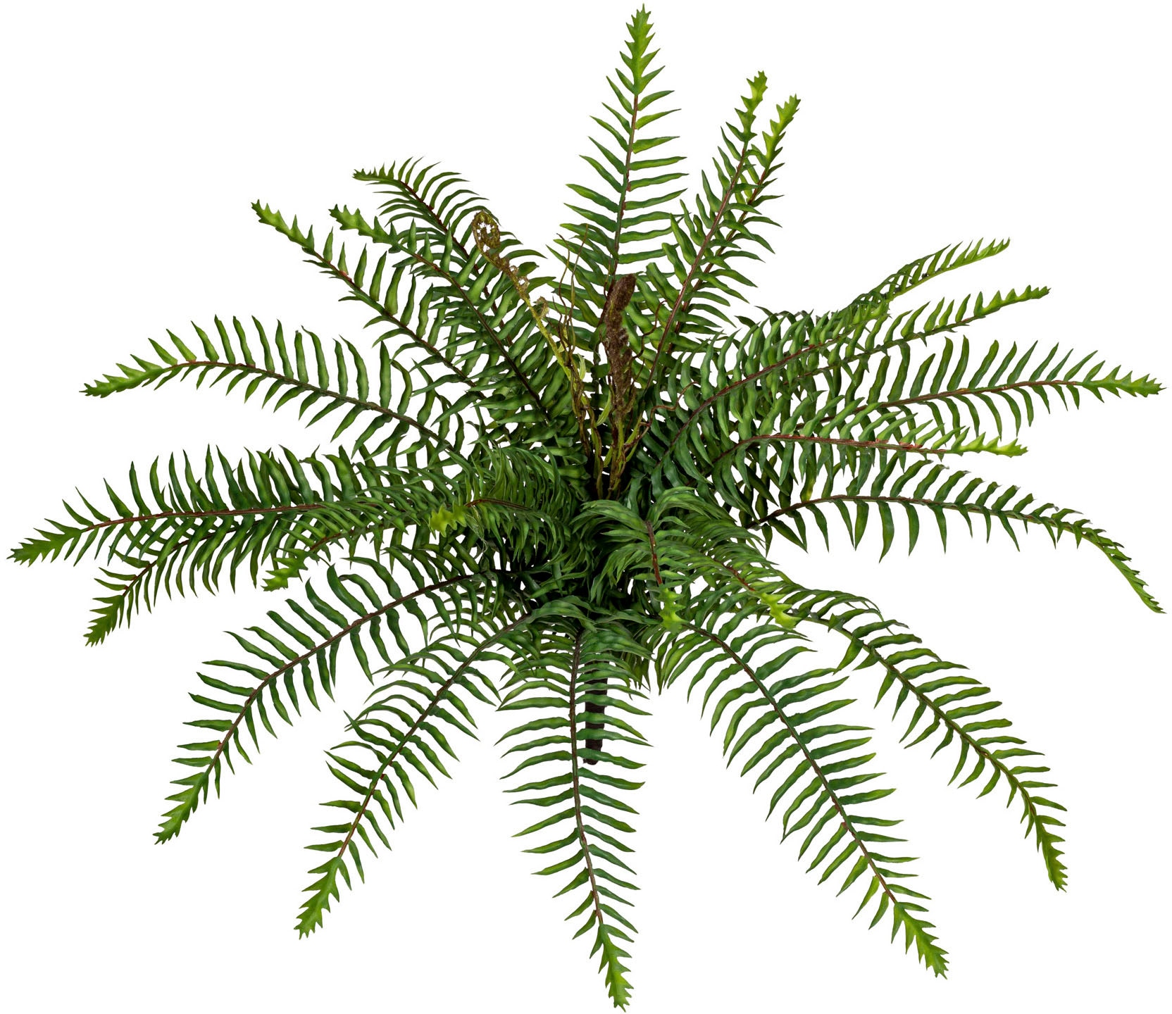 Creativ green Künstliche Zimmerpflanze »Wildfarnbusch« von Creativ green