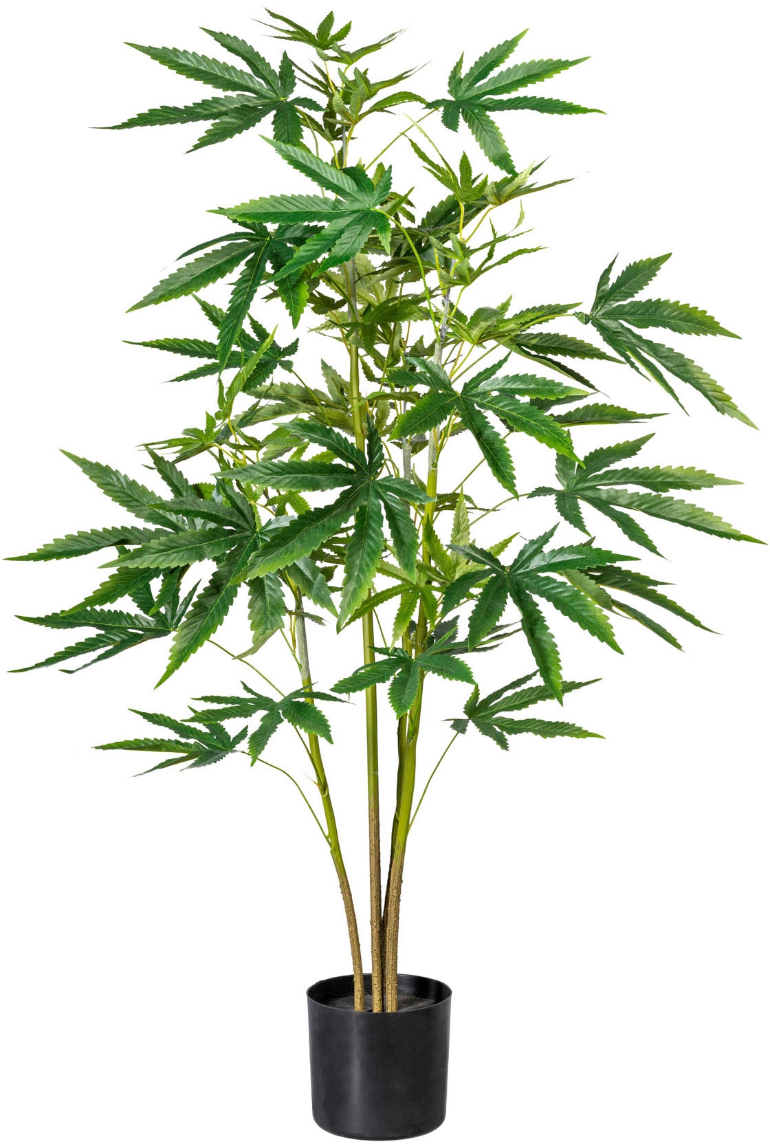 Creativ green Künstliche Zimmerpflanze »Zierhanfpflanze« von Creativ green