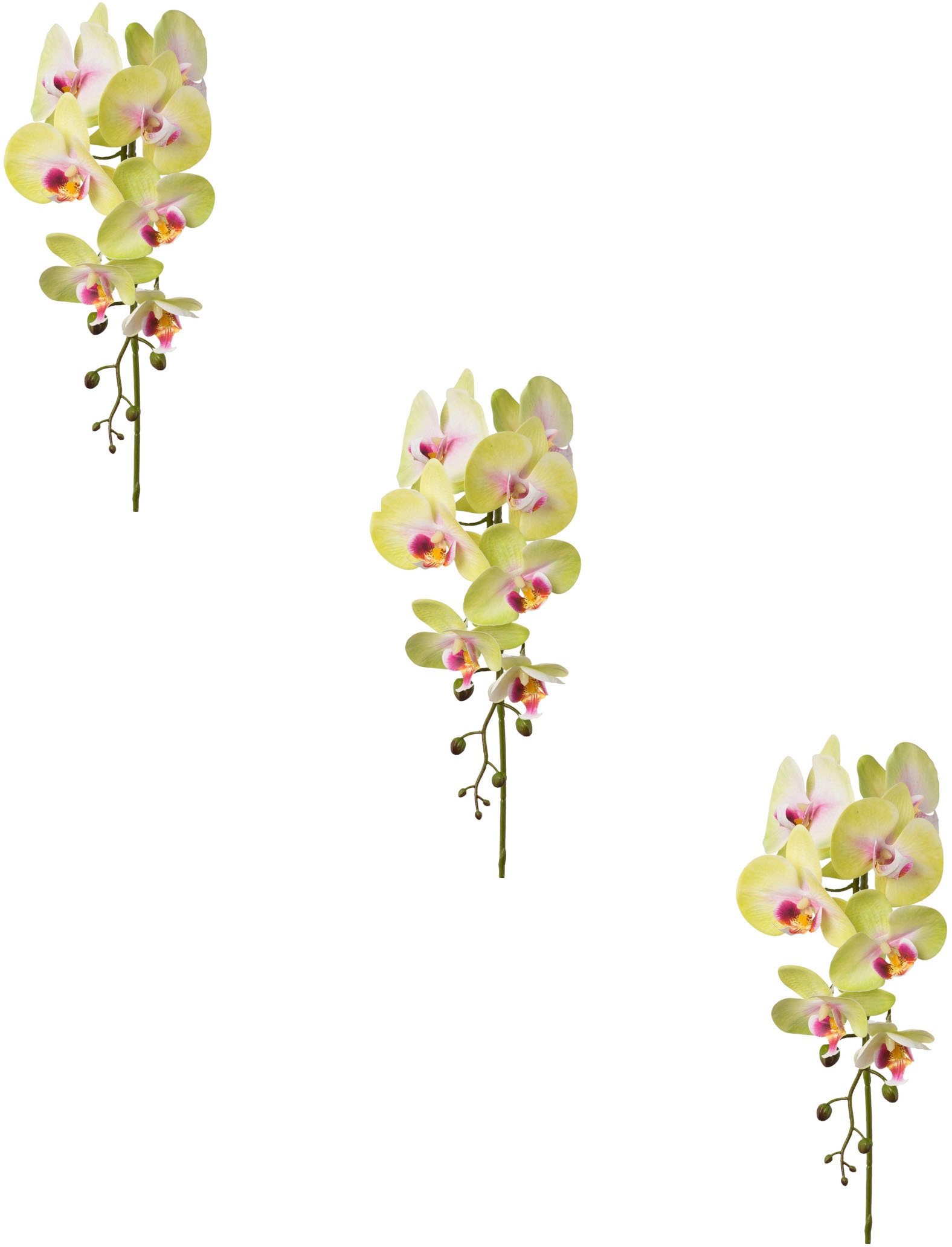 Creativ green Kunstblume »Orchidee Phalaenopsis« von Creativ green