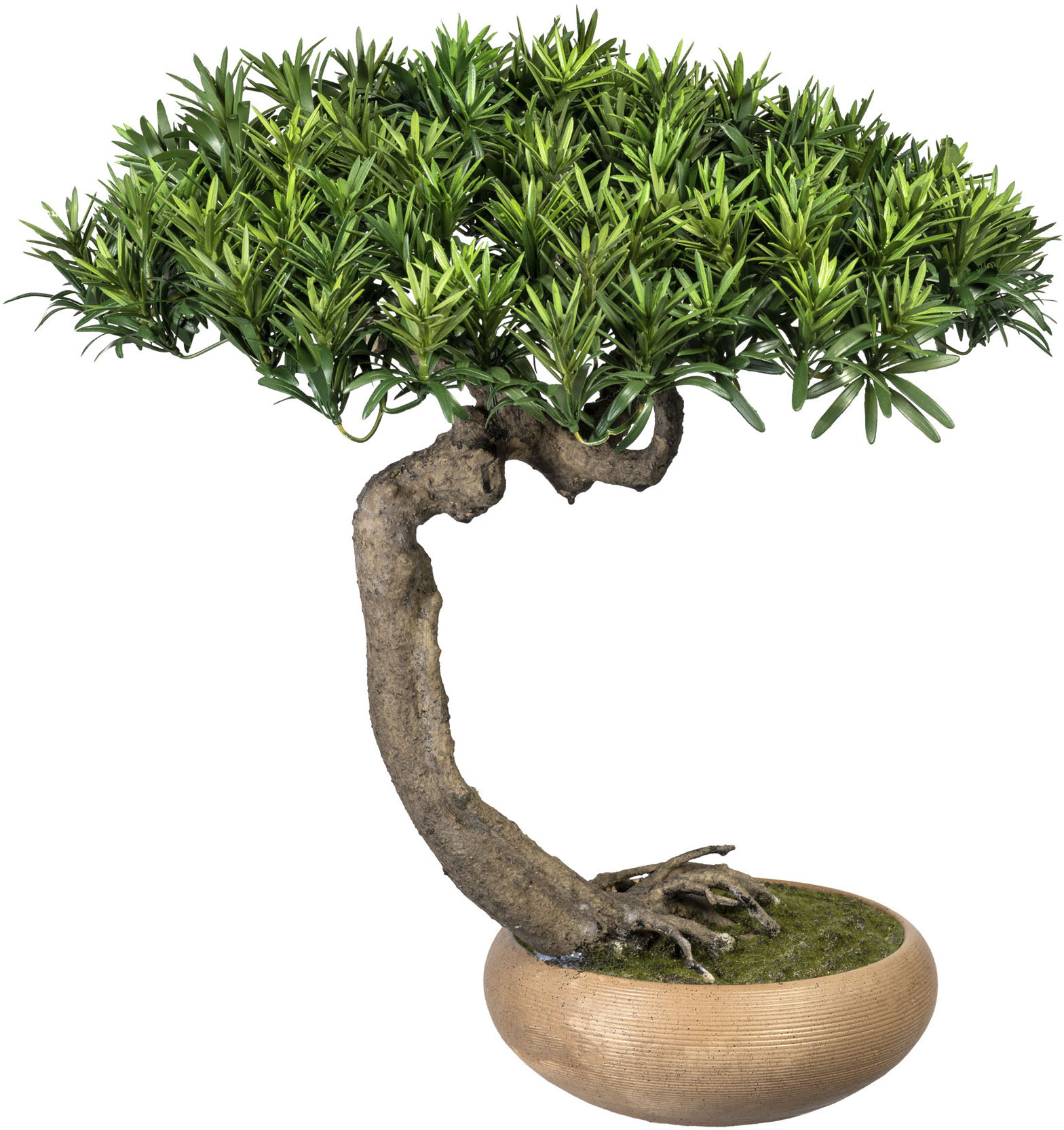 Creativ green Kunstbonsai »Bonsai Podocarpus Shankan« von Creativ green