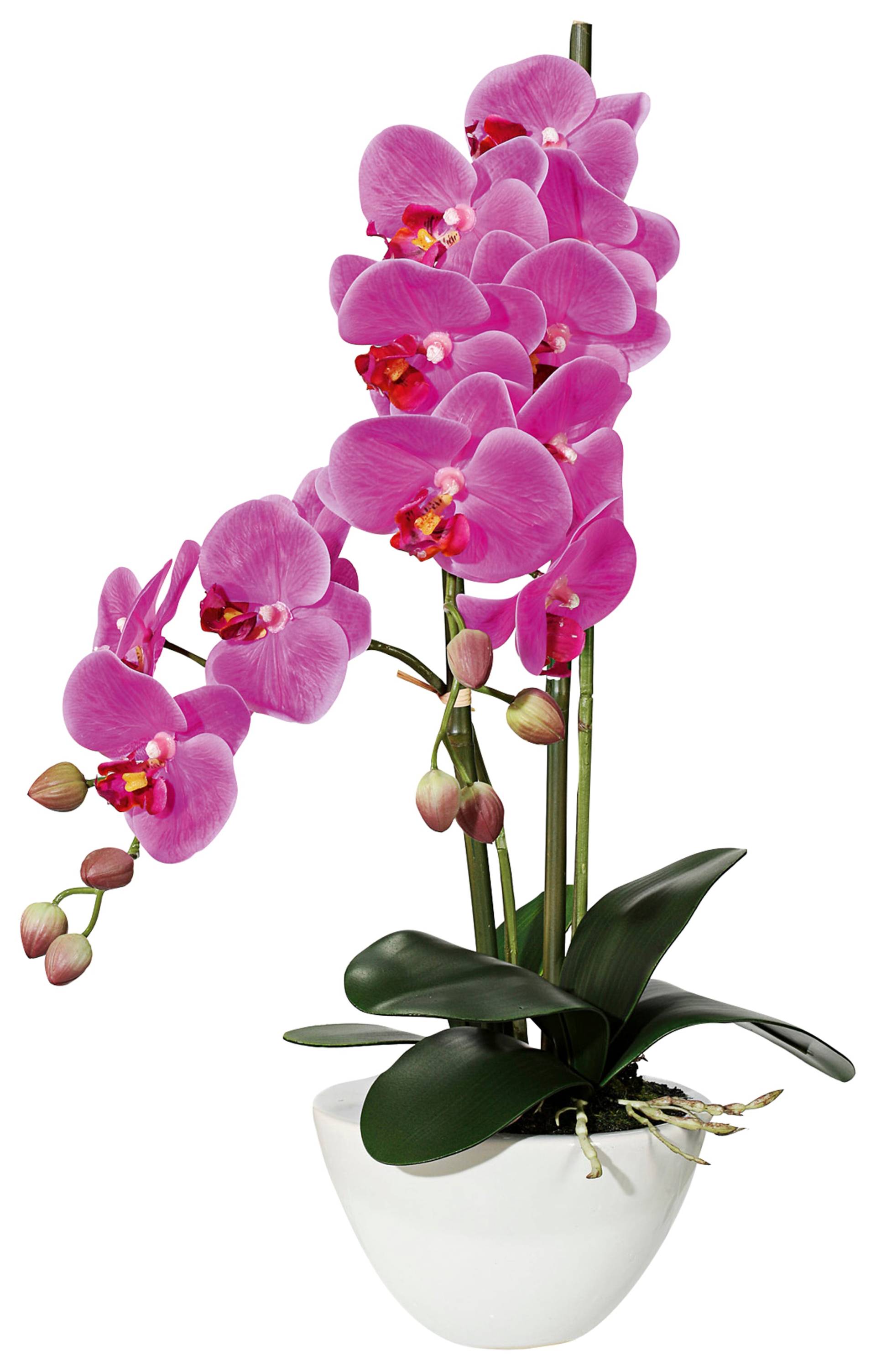 Creativ green Kunstpflanze »Orchidee« von Creativ green