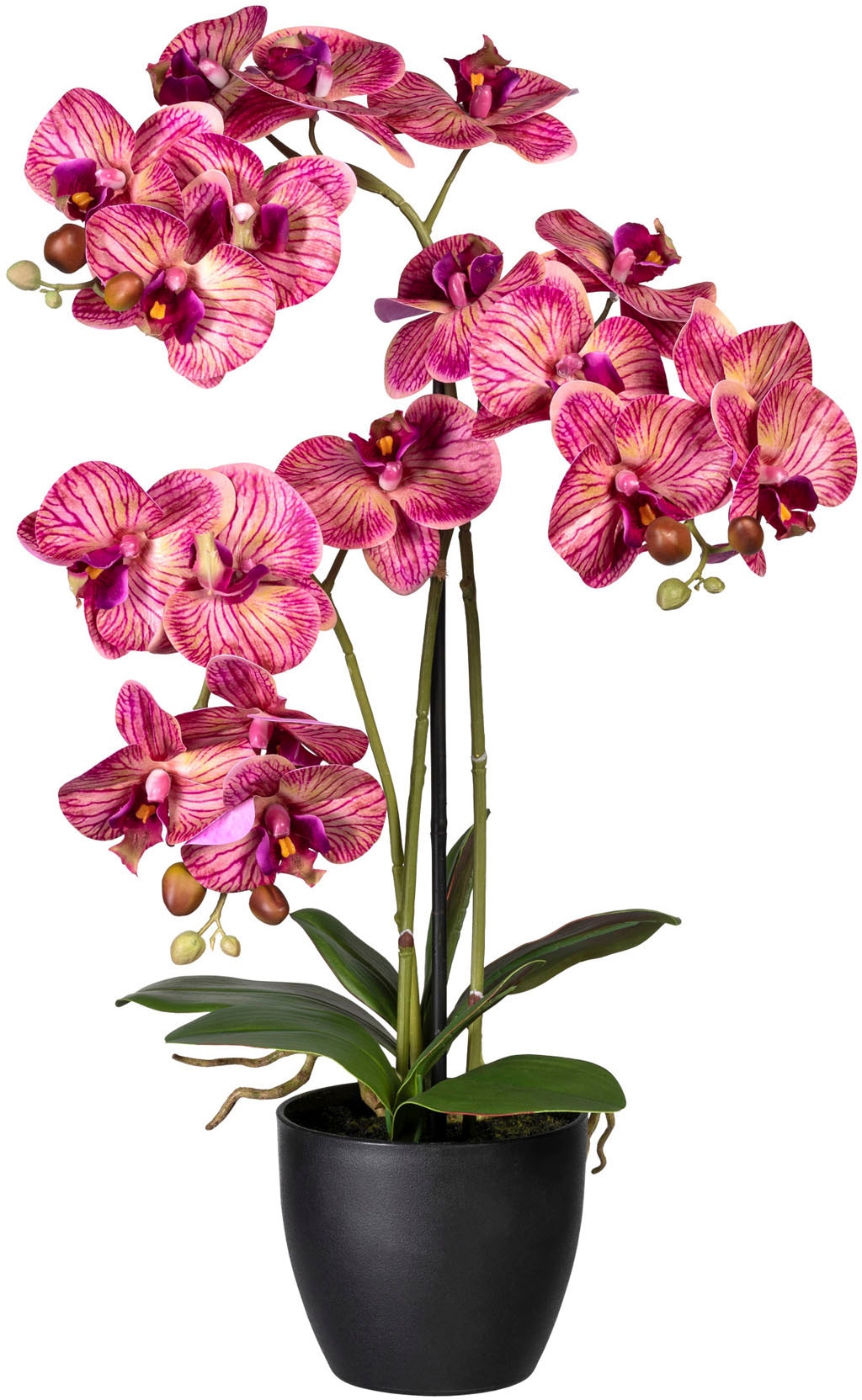 Creativ green Kunstorchidee »Phalaenopsis« von Creativ green