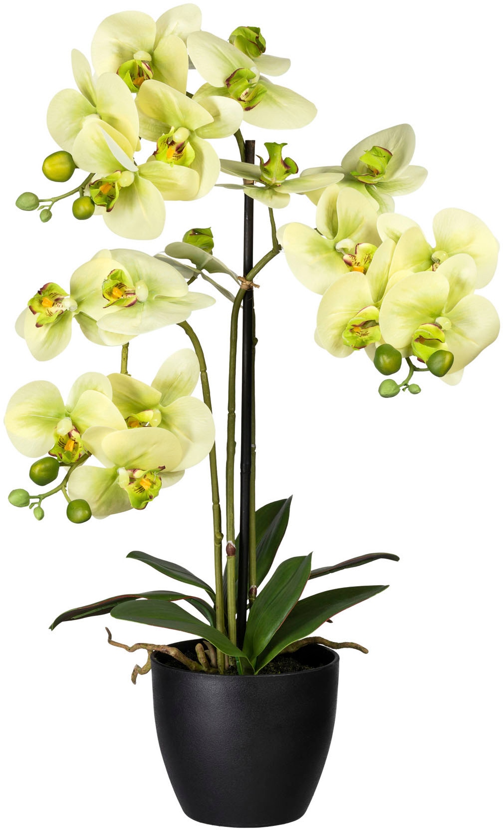 Creativ green Kunstorchidee »Phalaenopsis« von Creativ green