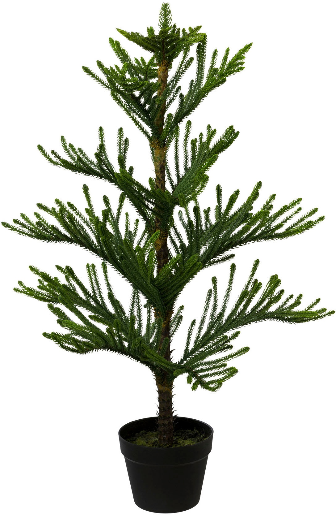 Creativ green Kunstpflanze »Araucarienbaum« von Creativ green