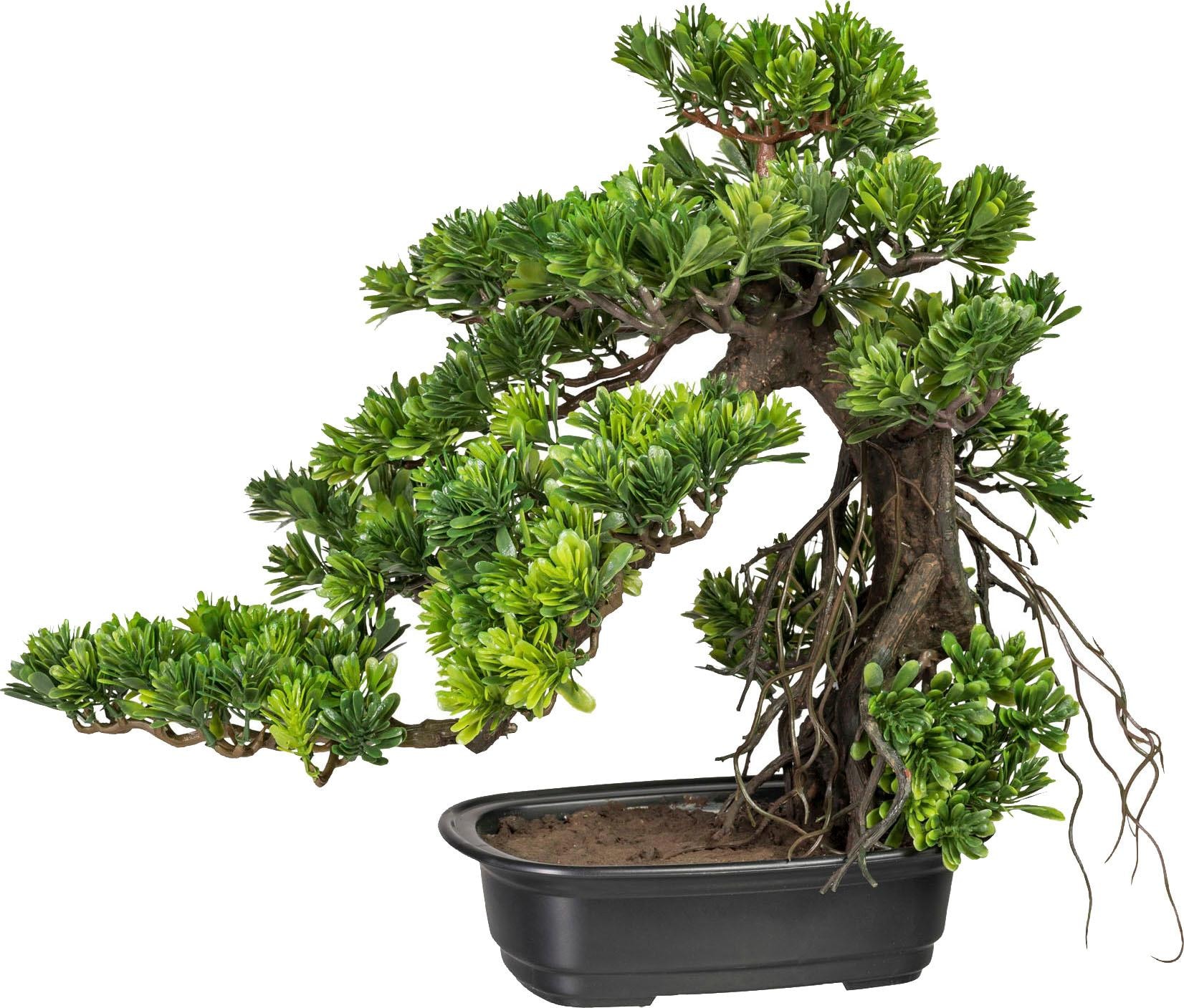 Creativ green Kunstbonsai »Bonsai Podocarpus« von Creativ green