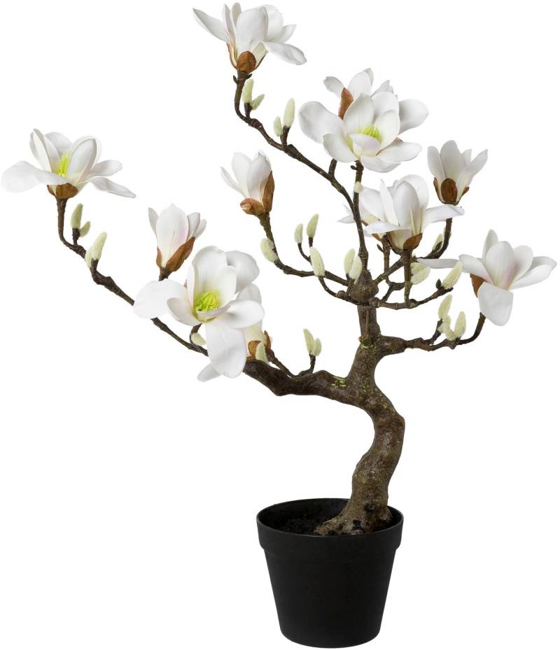 Creativ green Kunstpflanze »Magnolienbaum«, im Kunststofftopf von Creativ green