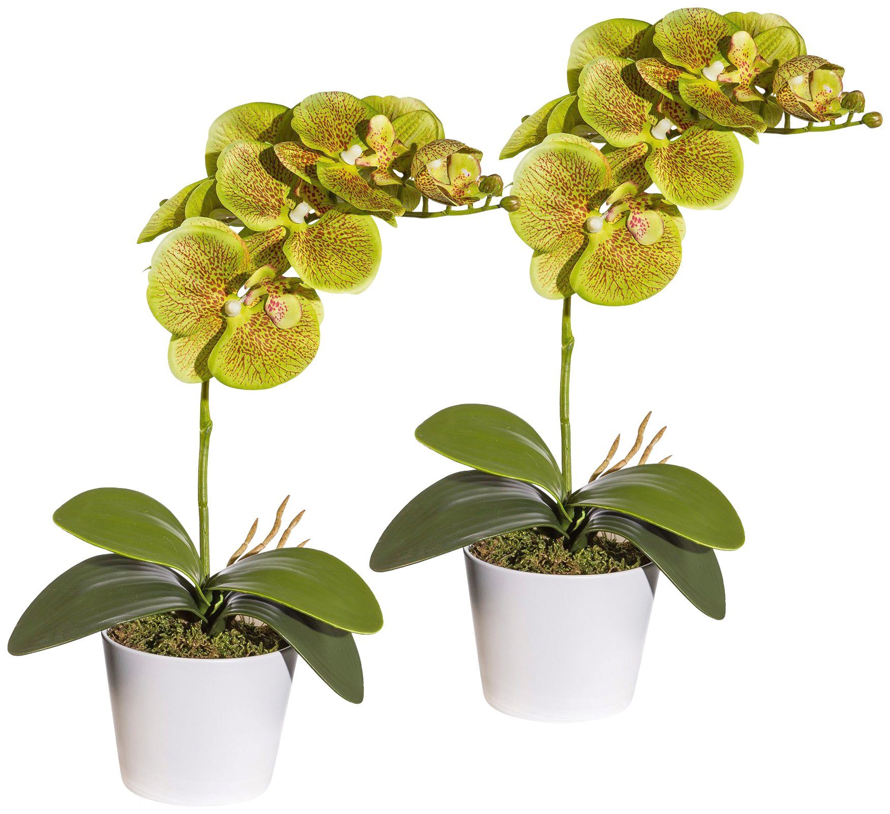 Creativ green Kunstpflanze »Orchidee Phalaenopsis« von Creativ green