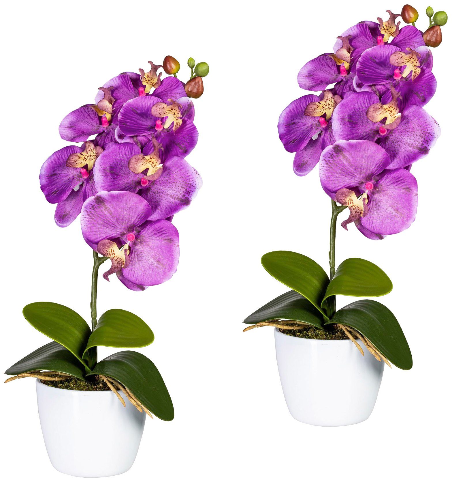 Creativ green Kunstpflanze »Orchidee Phalaenopsis« von Creativ green