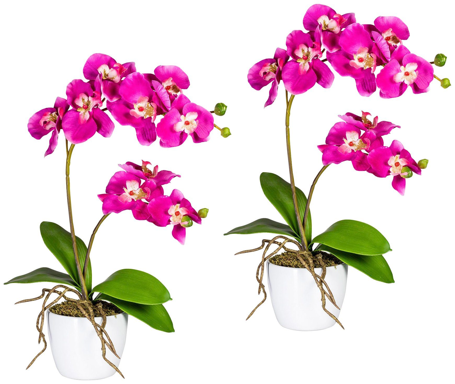 Creativ green Kunstpflanze »Orchidee Phalaenopsis« von Creativ green